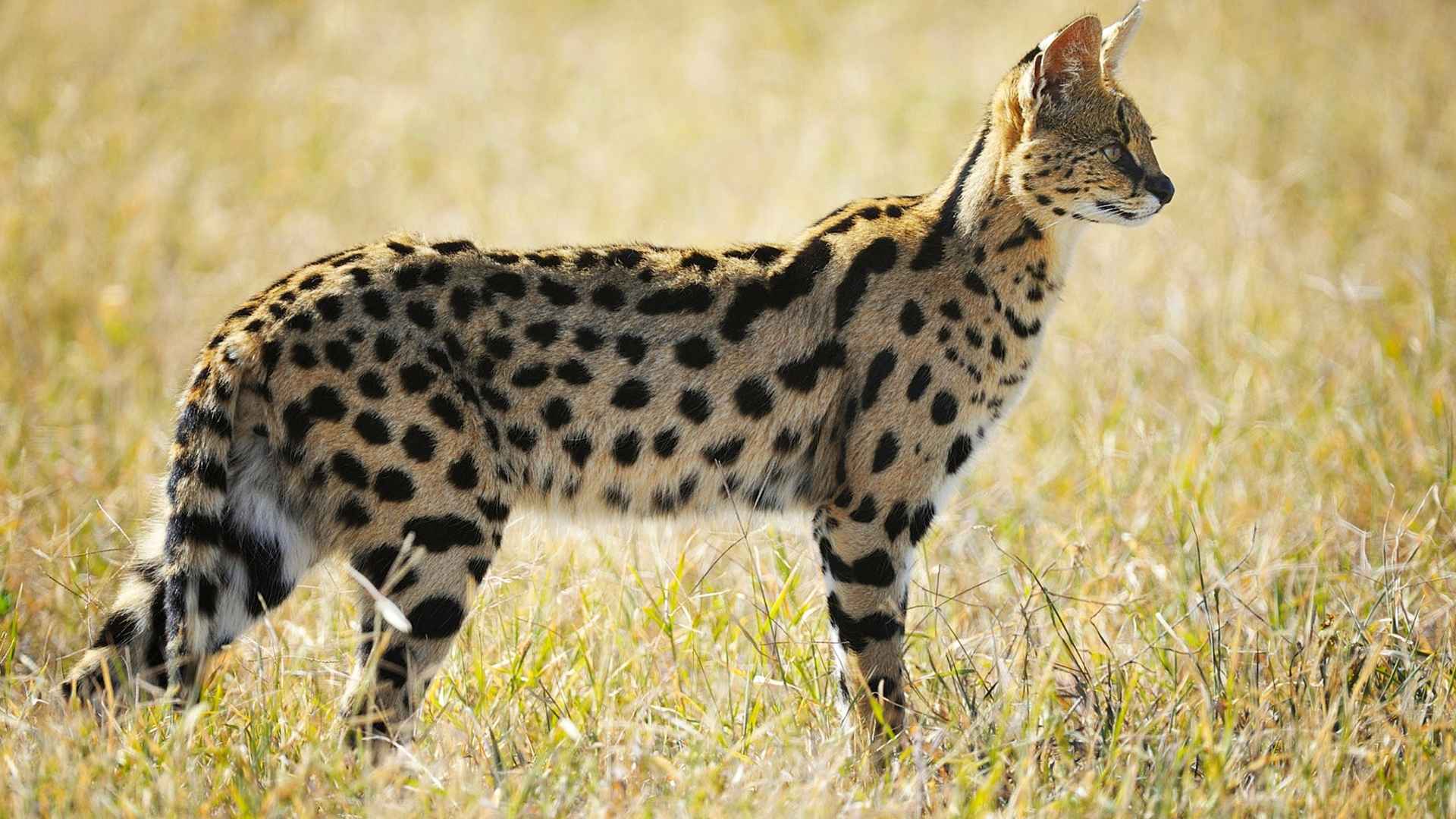 7 Exotic Cats That Look Like Tigers You Can Own