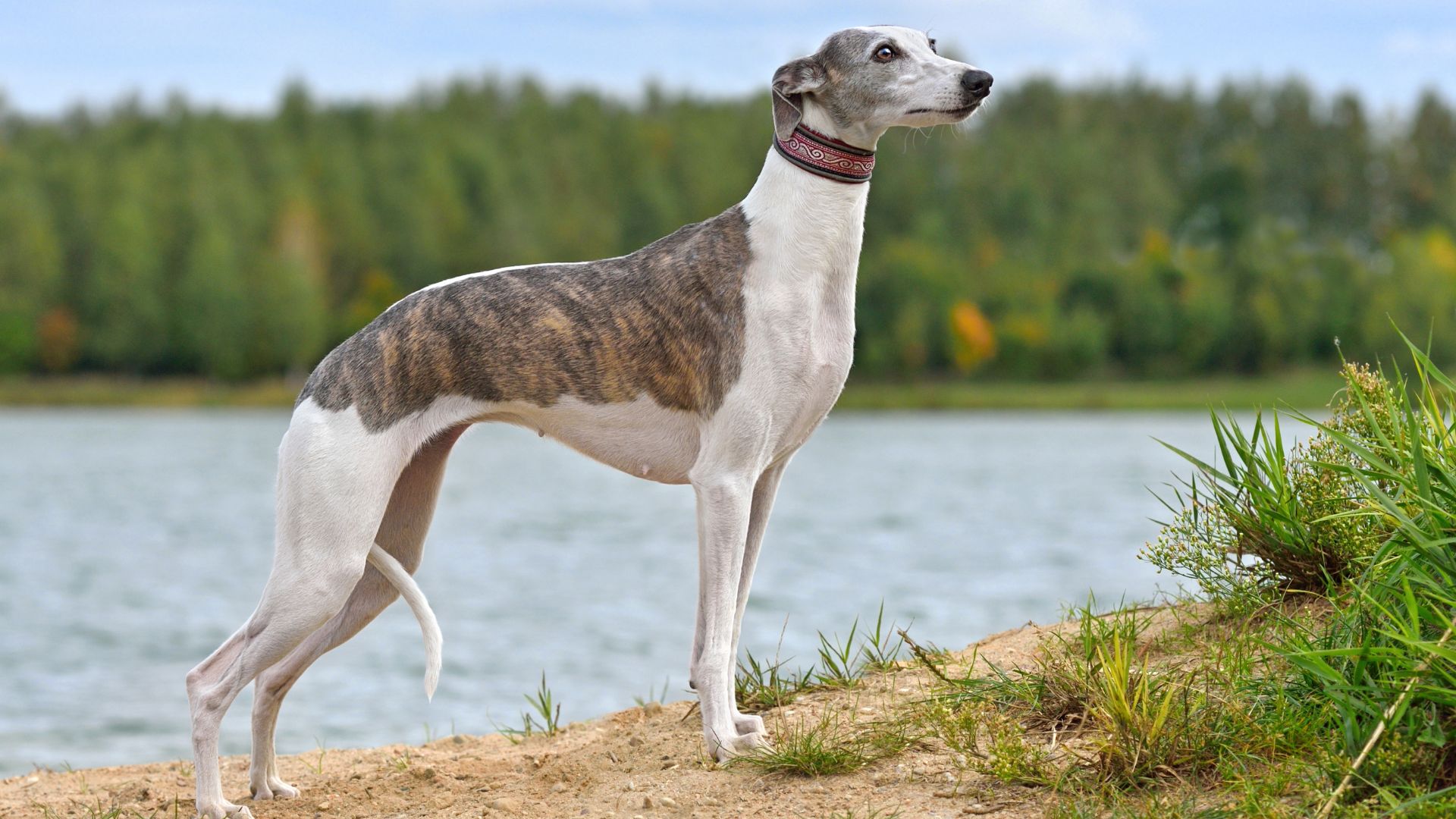 7 Fascinating Dogs That Look Like Greyhounds: Sleek & Fast!