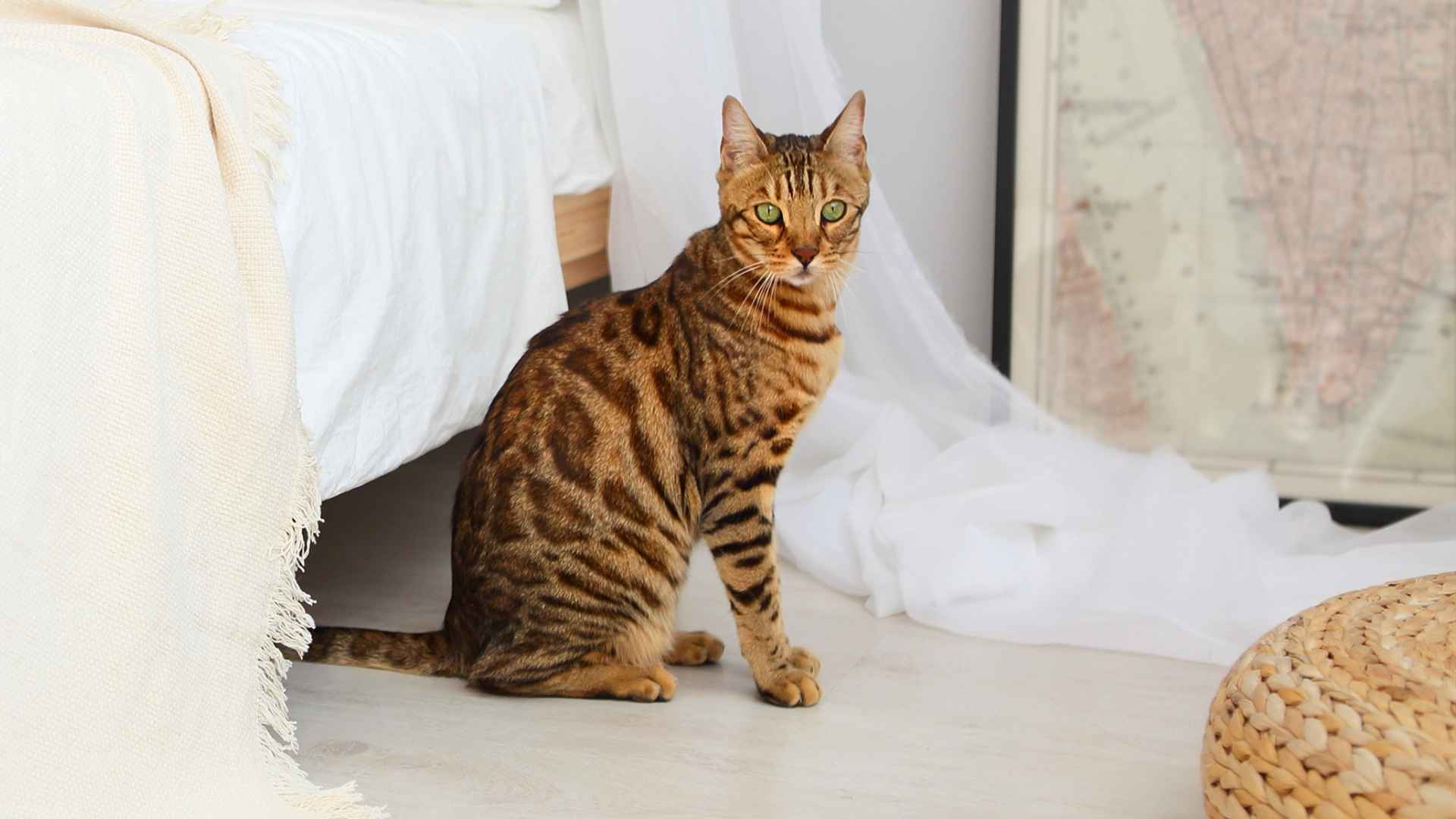 7 Fascinating Spotted House Cat Breeds You Should Know About