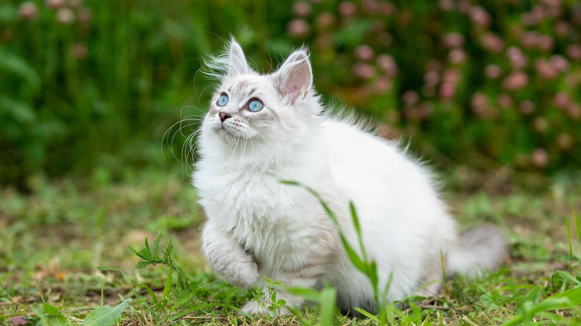 7 Fast Cat Breeds That Love to Dash!
