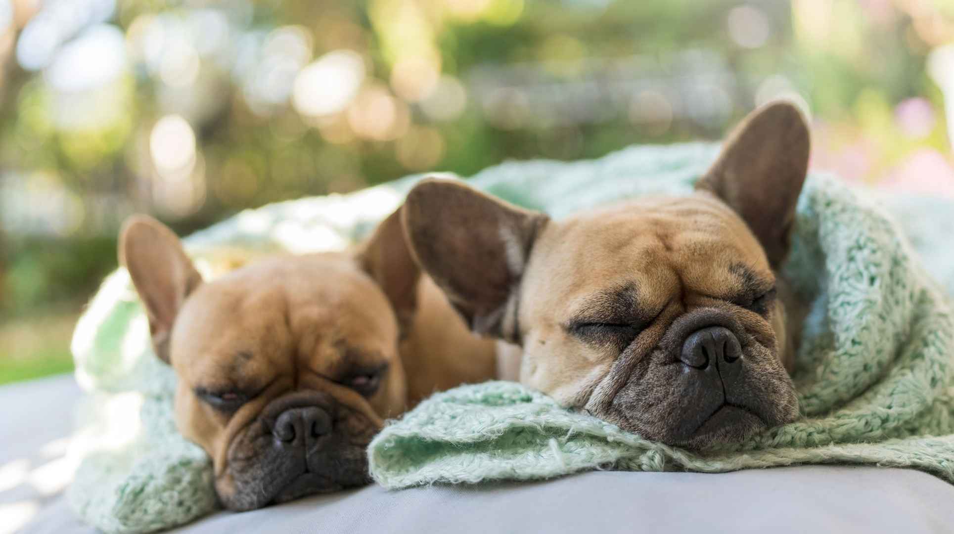 7 Frequently Napping Dog Breeds Famous for Their Love of Sleep