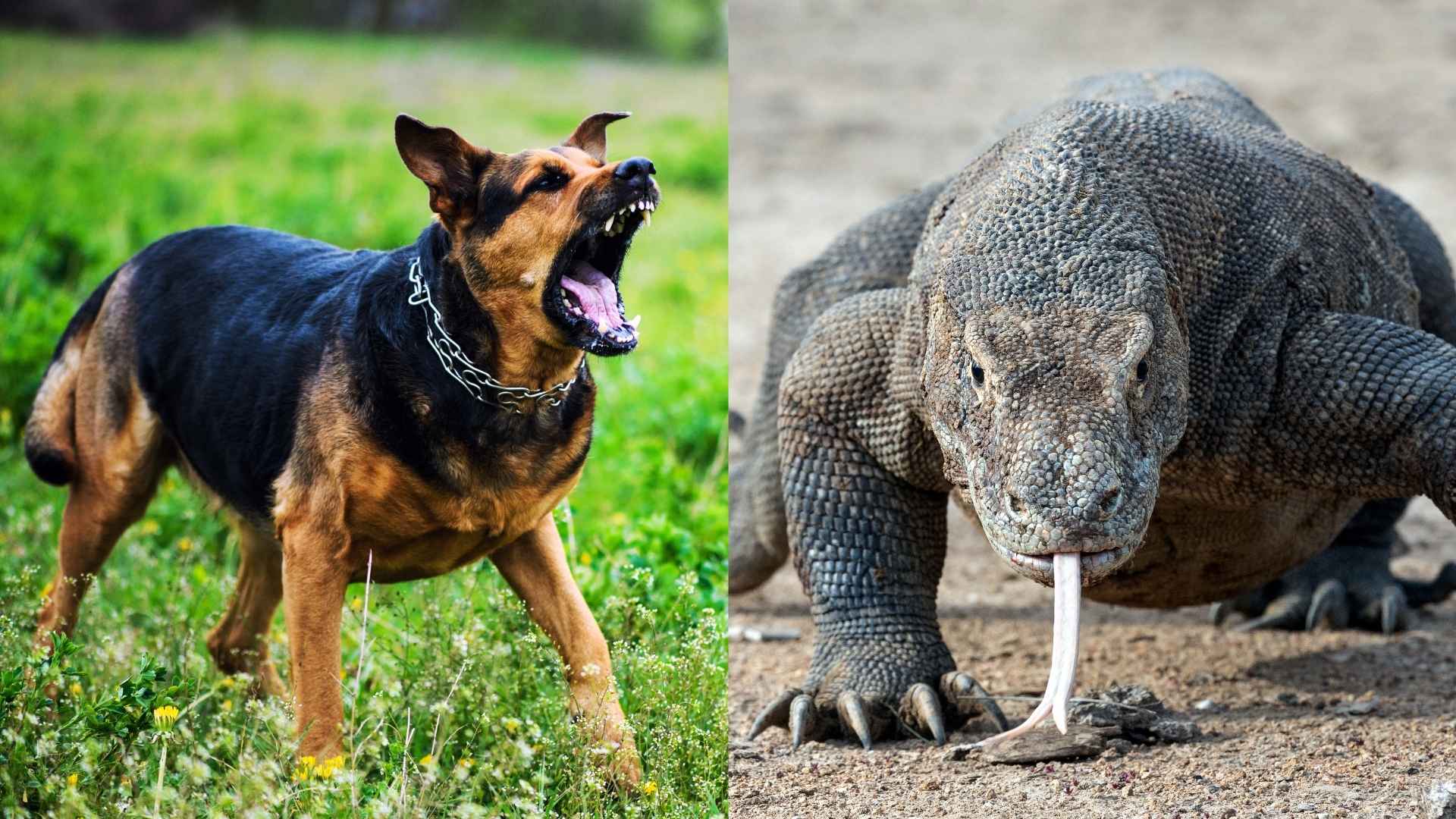 7 Guard Dog Breeds for Protection Against Komodo Dragons