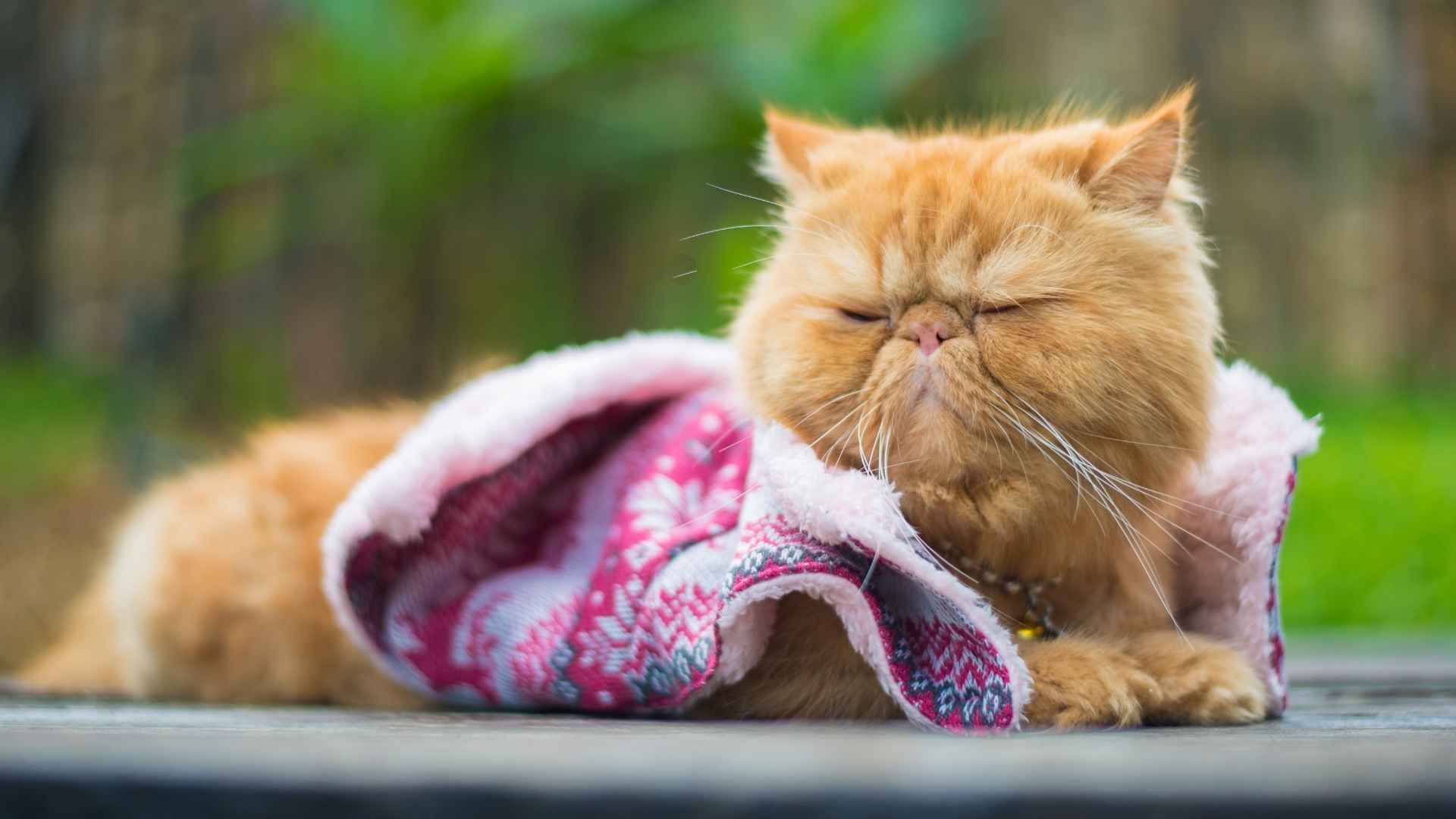 7 Iconic Snub-Nosed Cat Breeds That Are as Cute as They Are Unique