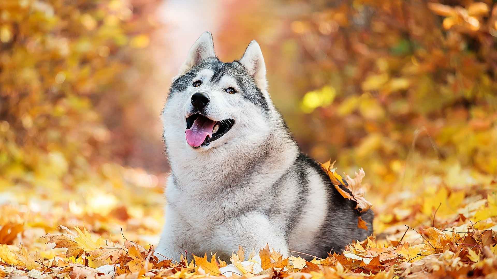7 Incredible Dogs That Are Closest to Wolves in Appearance and Traits
