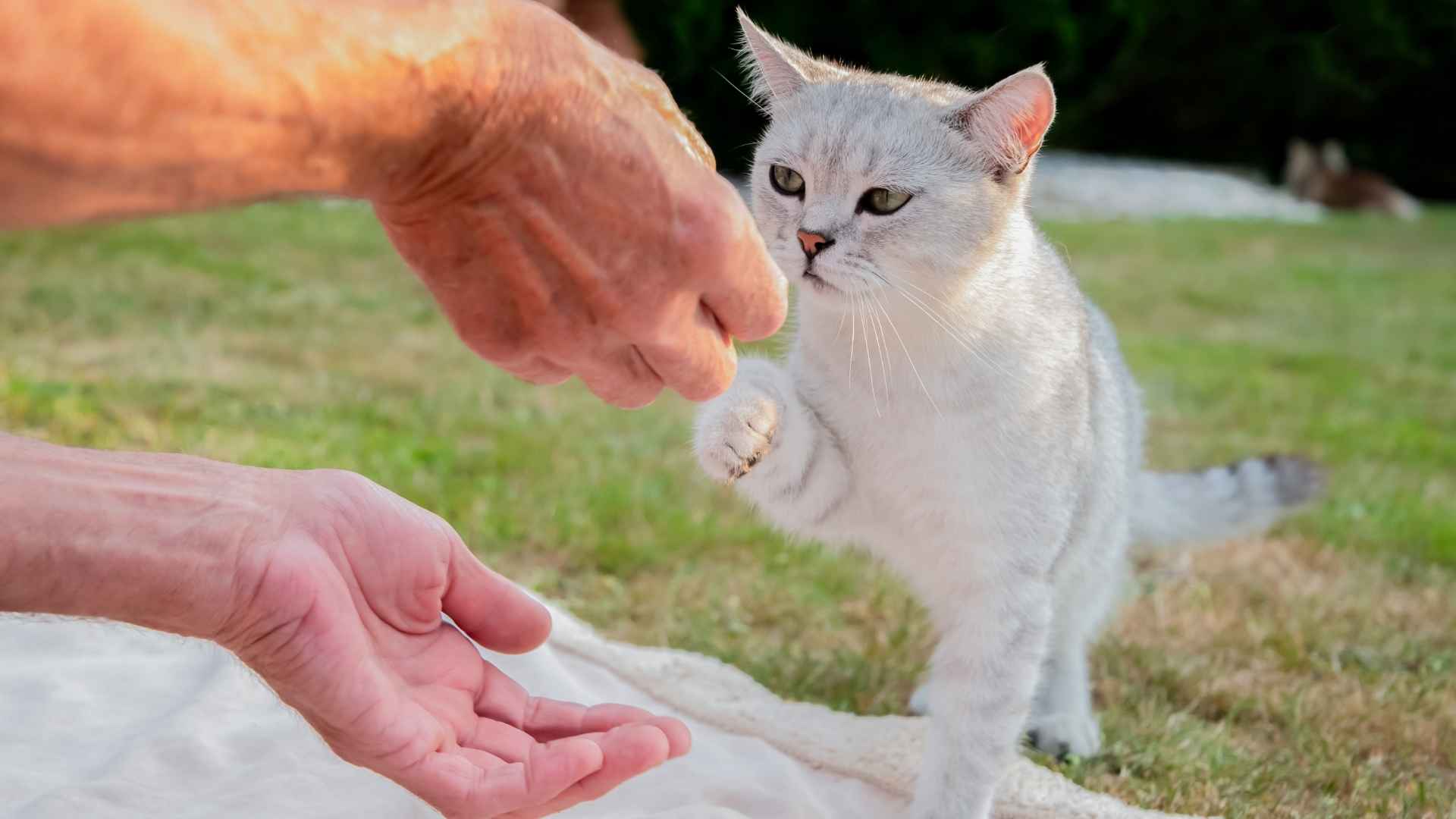 7 Intelligent Short Hair Cat Breeds for Smart Pet Owners