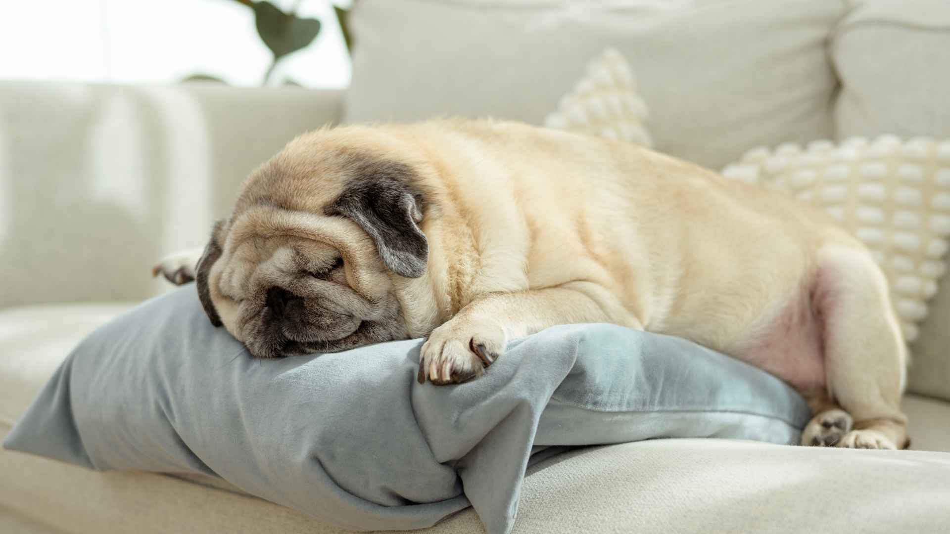 7 Loveable Heavy-Snoring Dog Breeds You Can’t Help But Adore