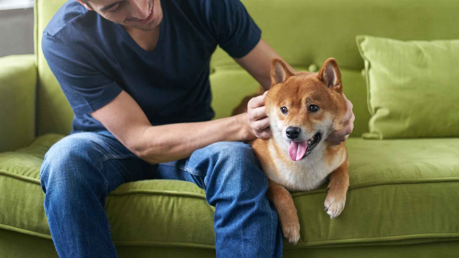 7 Low-Friendliness Dog Breeds That Prefer Their Inner Circle