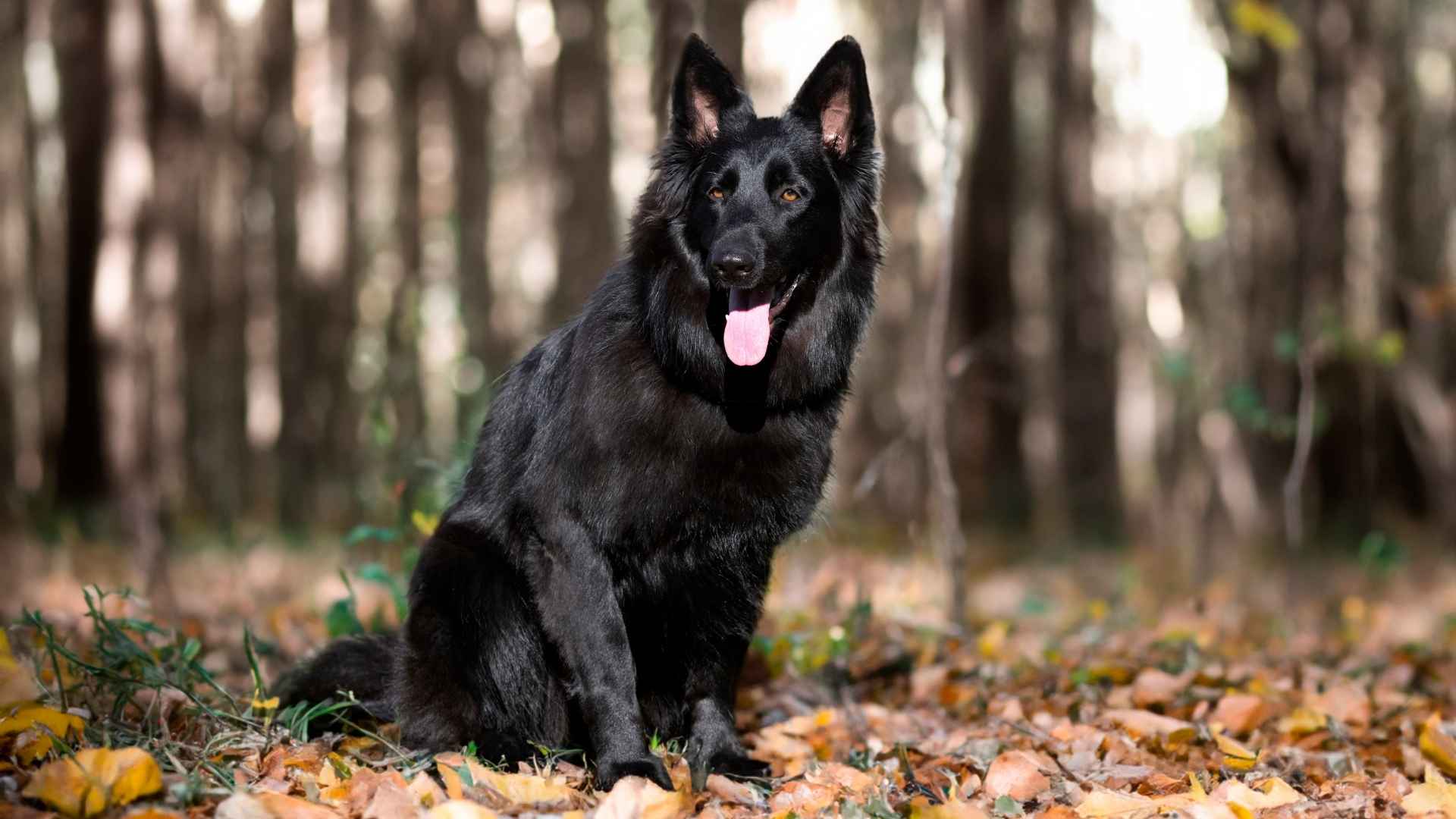 7 Majestic Black Wolf Dog Breeds with Wild Appeal