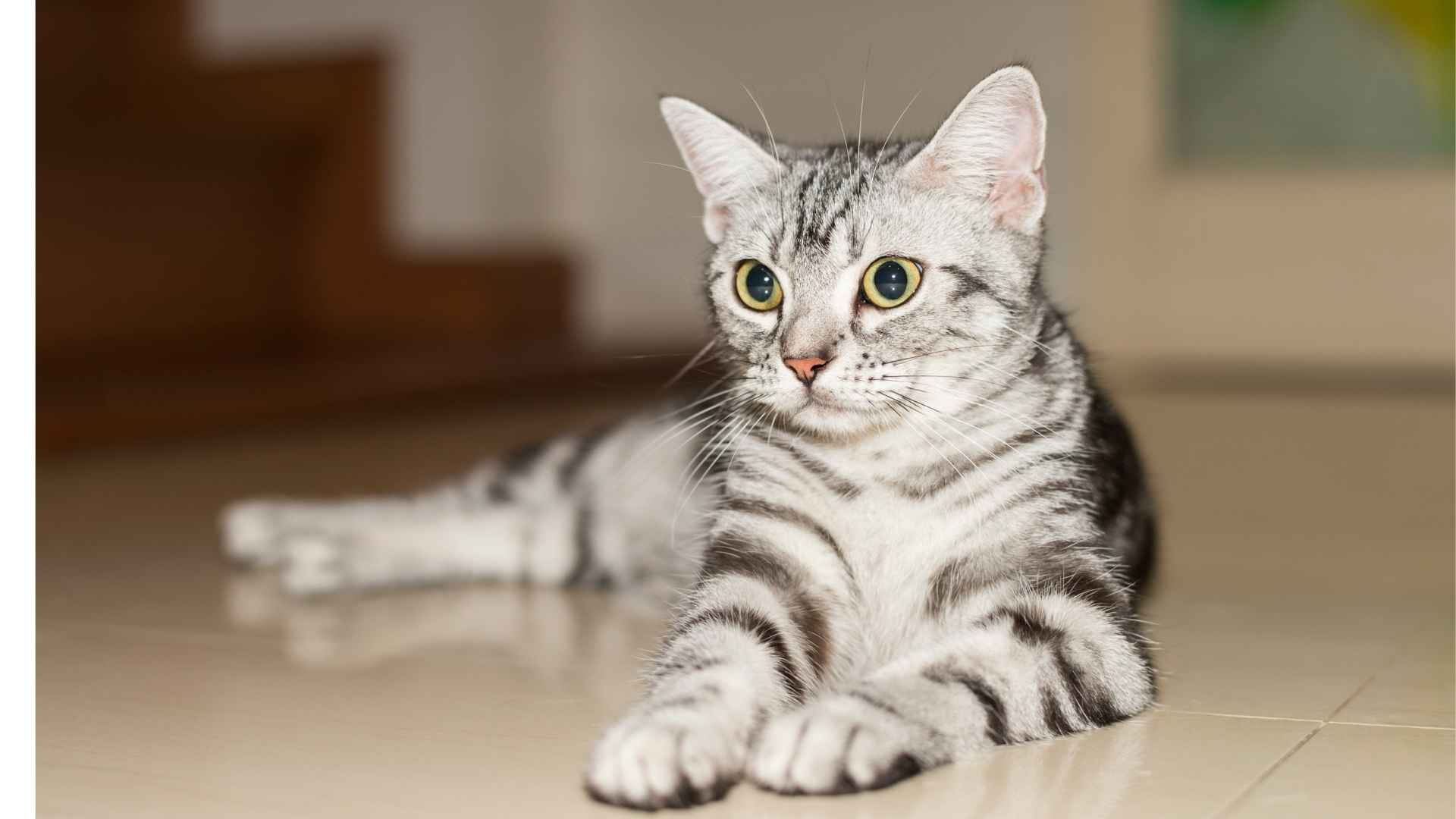 7 Mesmerizing Black and Grey Cat Breeds You’ll Adore for Their Unique Charm