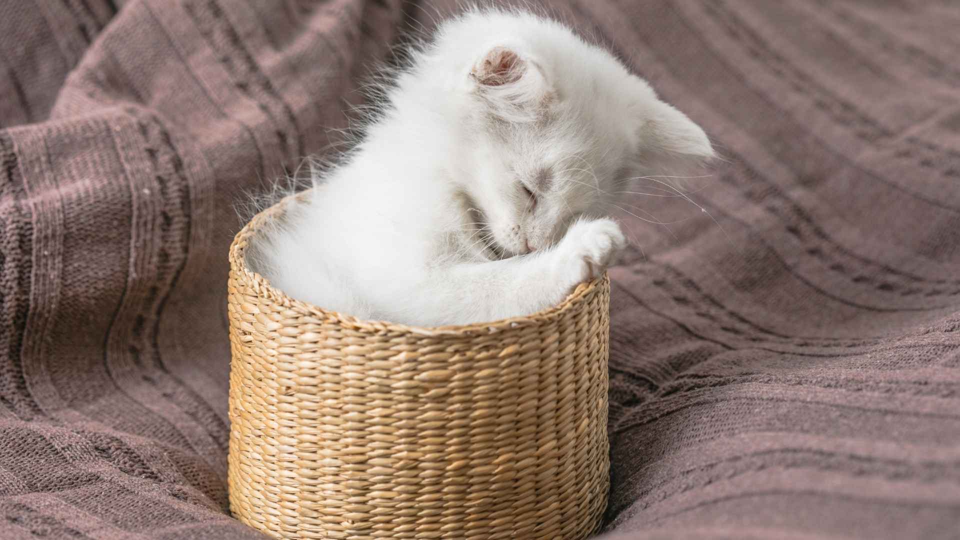 7 Mini Cats That Stay Small Forever Perfect for Small Spaces
