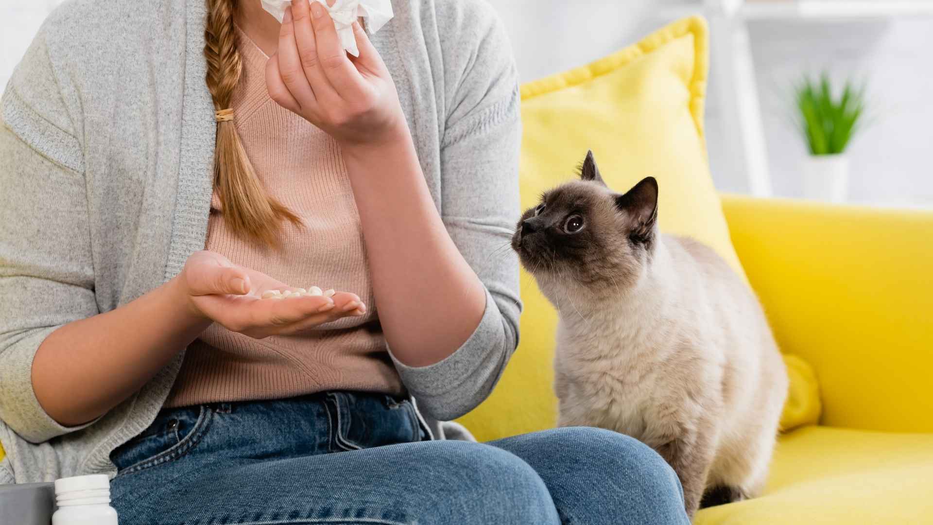 7 Most Allergenic Cats That Trigger Allergy Symptoms