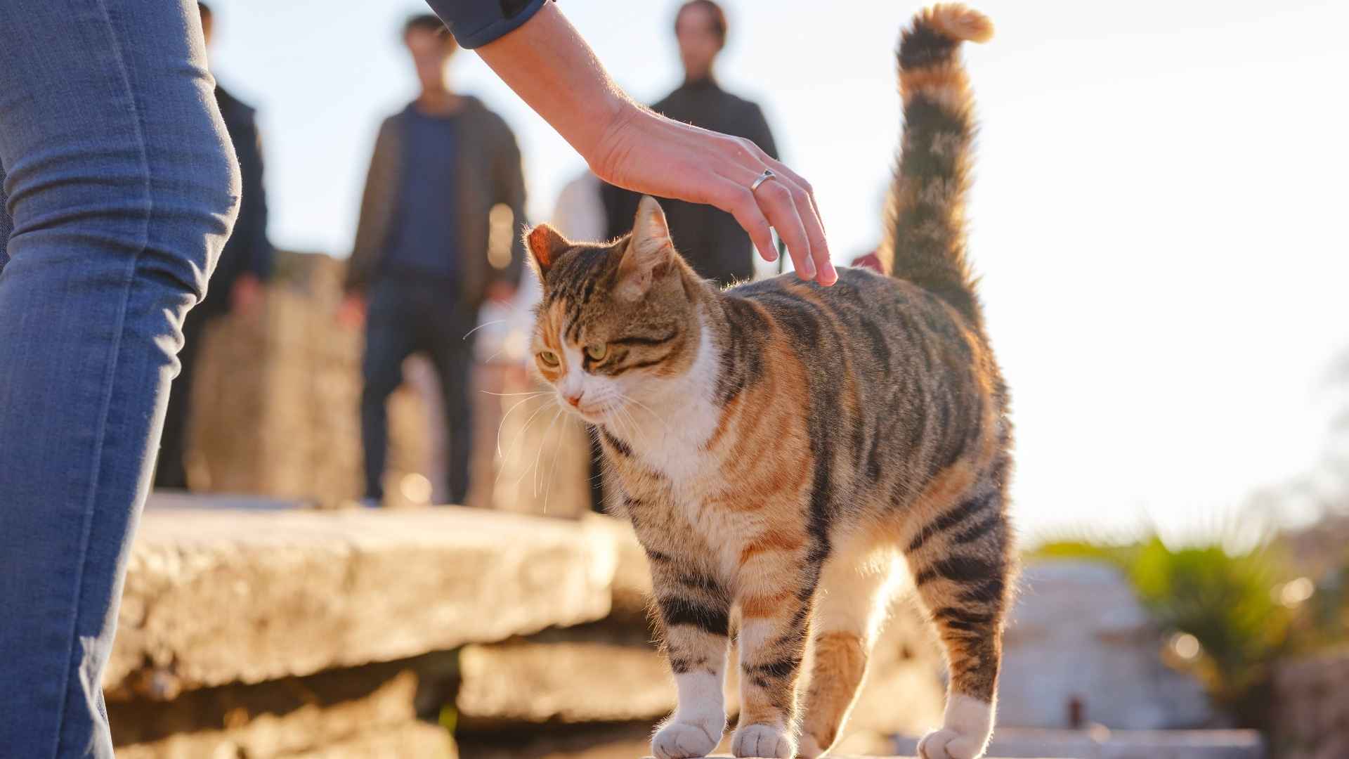 7 Most Antisocial Cat Breeds That Prefer Their Own Space