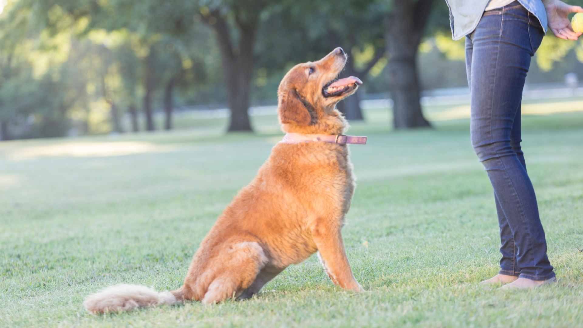 Dog Breeds That Are Eager To Please