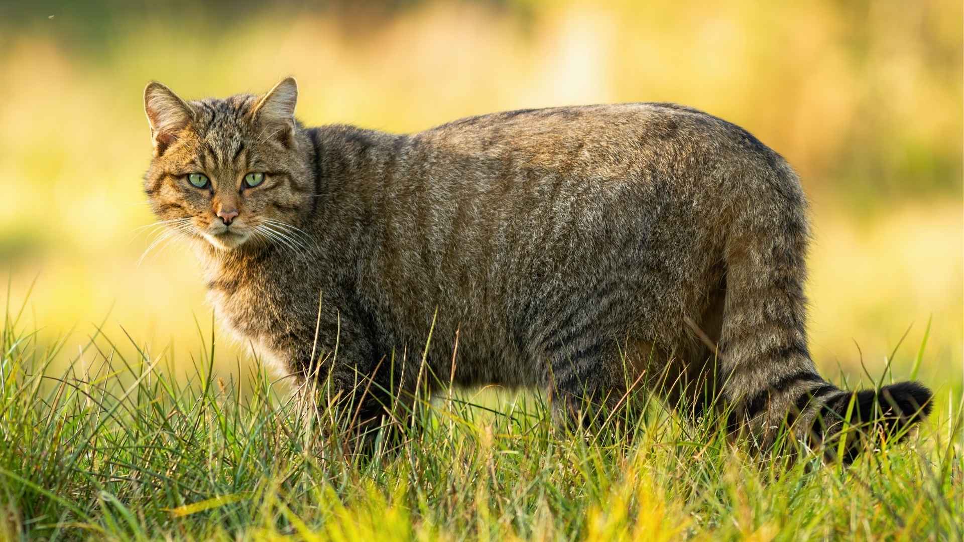 7 Most Charming Striped Domestic Cat Breeds to Welcome Home