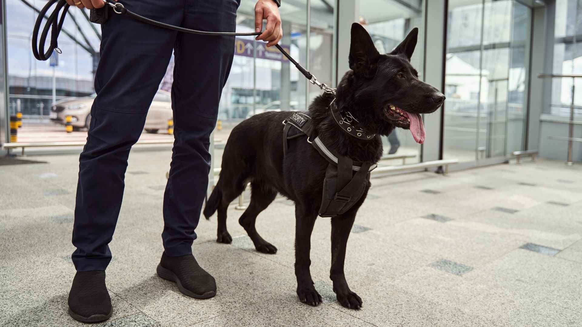 7 Most Common Police Dog Breeds and Their Specialized Roles