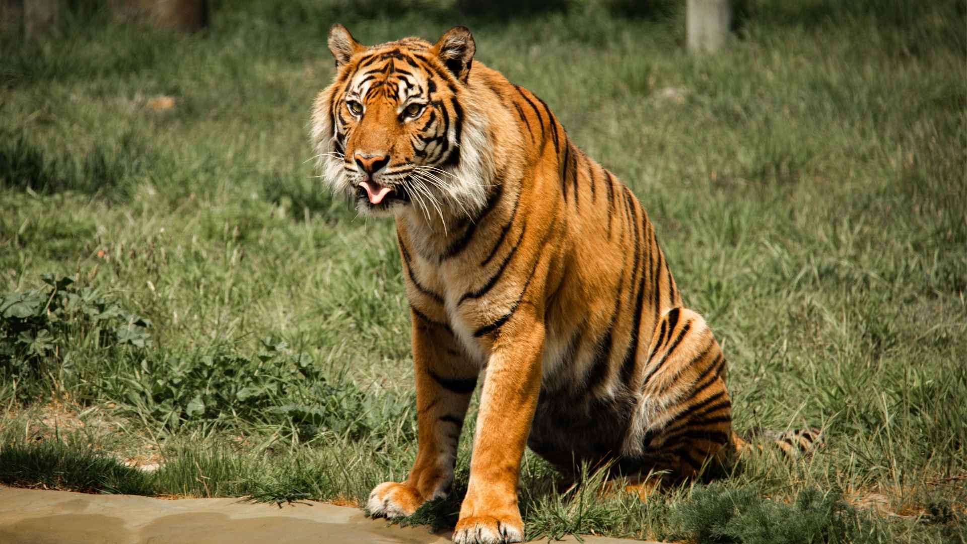7 Most Dangerous Big Cats: Nature's Most Fearsome Predators