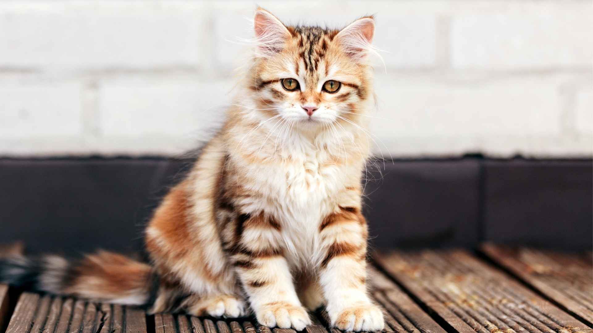 7 Most Dramatic Cat Breeds That Will Steal the Spotlight