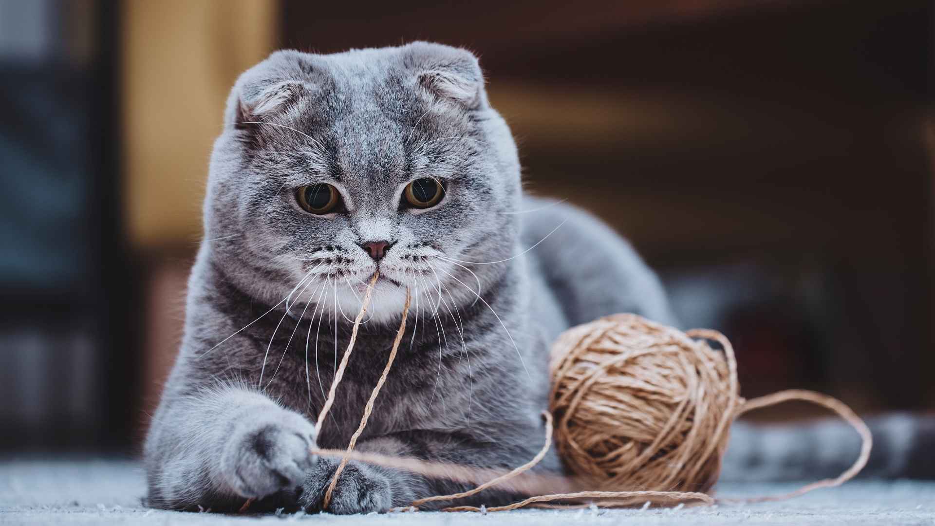 7 Most Elegant Dark Gray Cat Breeds with Unique Personalities