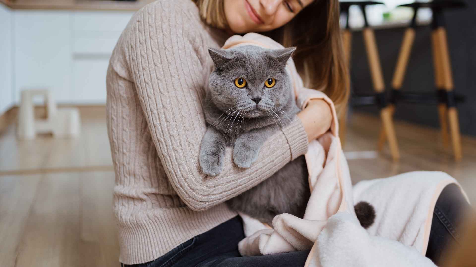 7 Most Enchanting Fluffy Gray Cat Breeds Perfect for Cat Lovers