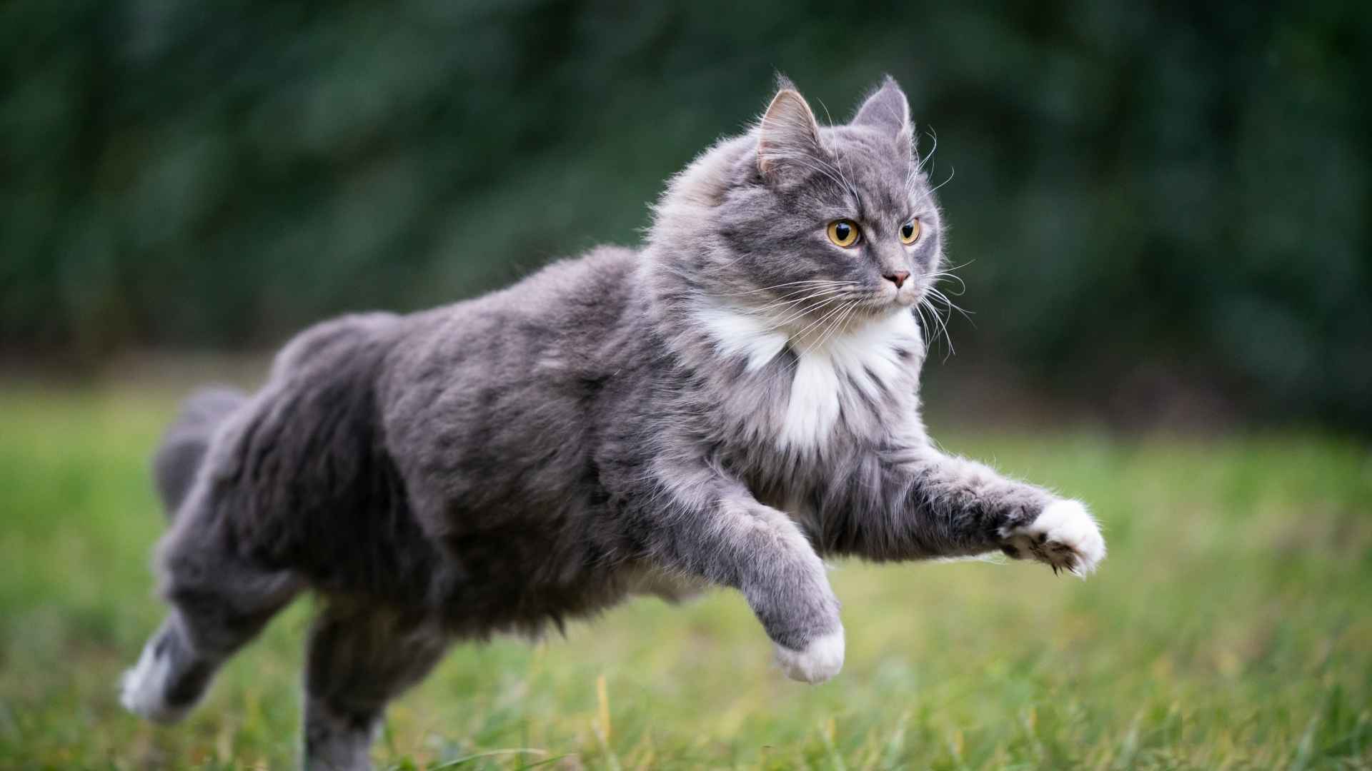 7 Most Fluffy Fat Cat Breeds You'll Fall in Love With