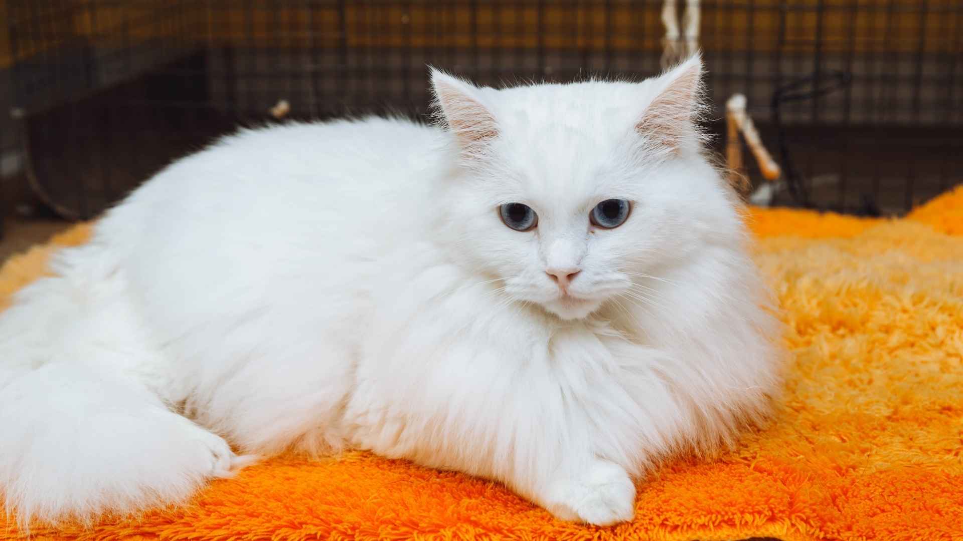 7 Most Enchanting Solid White Cat Breeds with Snowy Coats