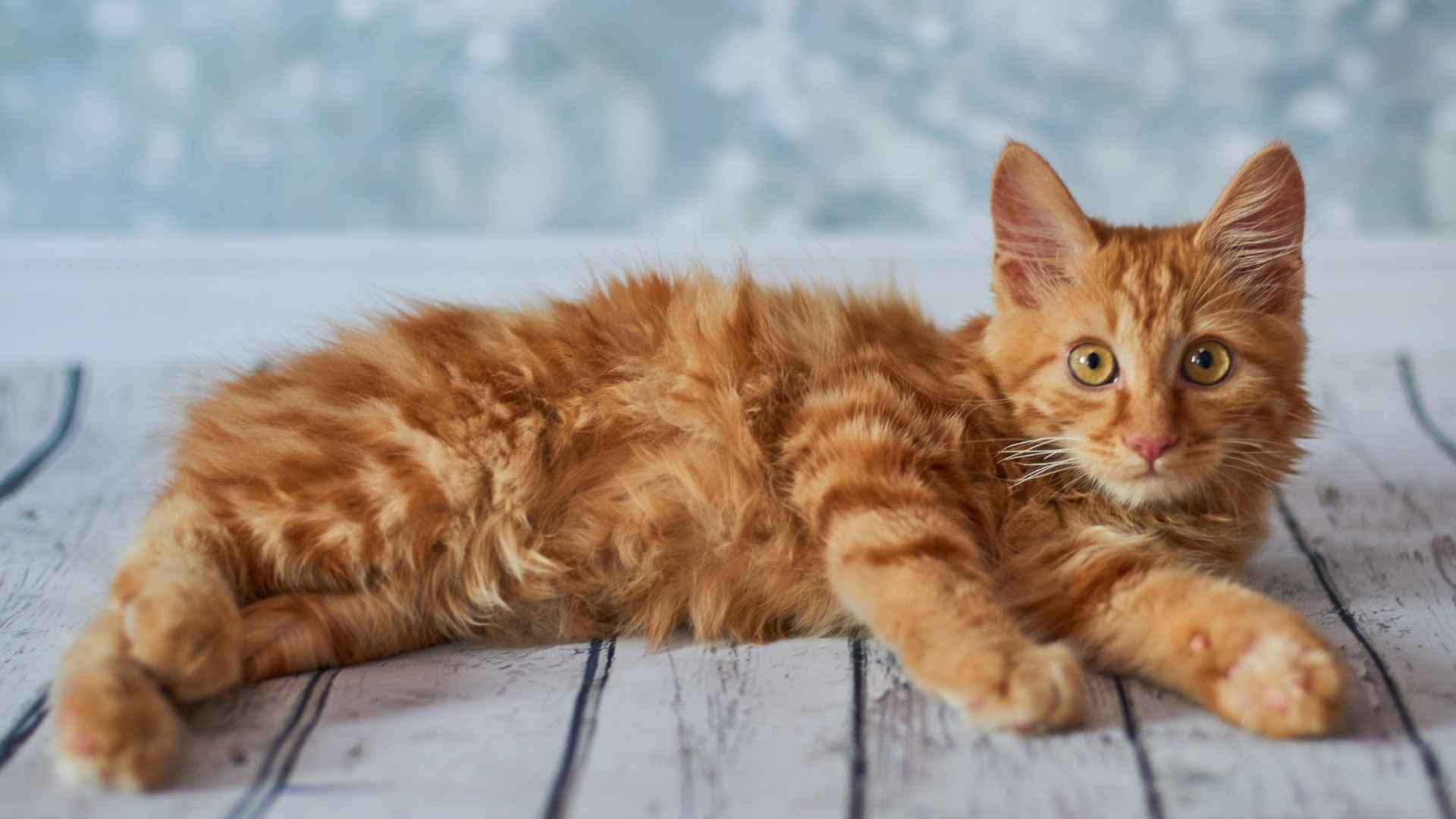 7 Most Famous No Tail Cat Breeds with a Special Twist