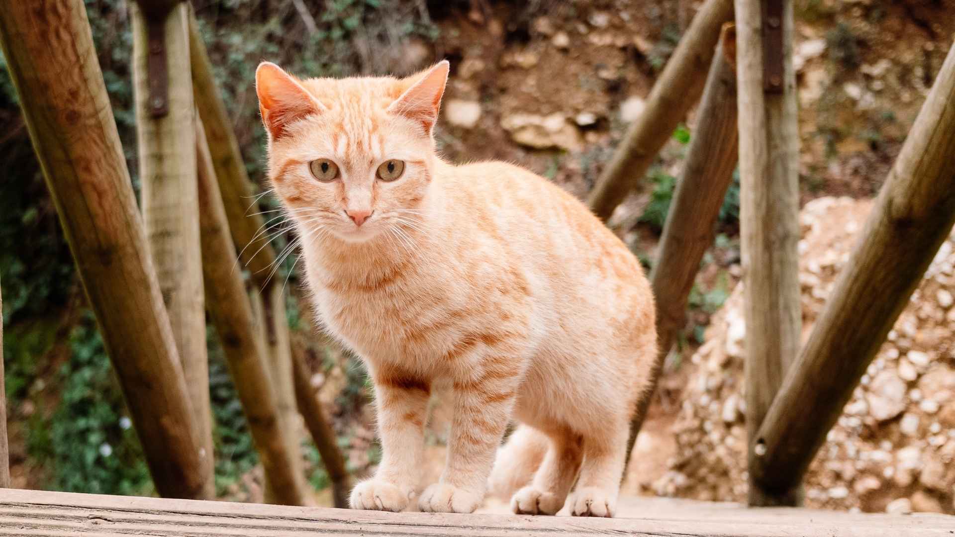 7 Most Gorgeous Light Orange Cat Breeds to Brighten Your Home