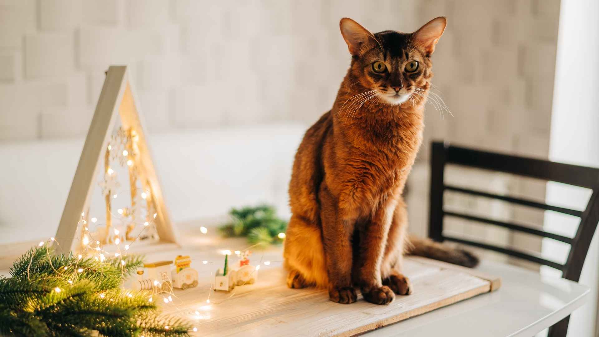 7 Most Graceful Solid Brown Cat Breeds You’ll Love