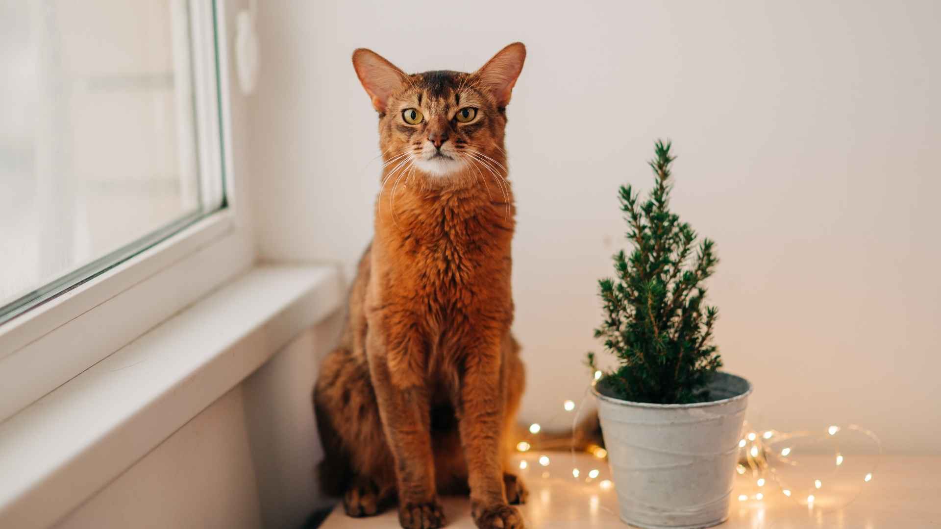 7 Most Intriguing Evil Looking Cat Breeds That Look Mysterious and Menacing