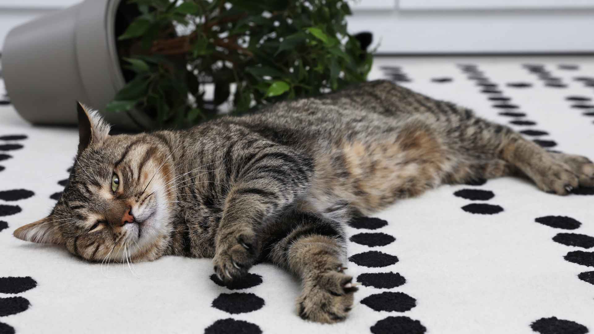 7 Most Mischievous Cat Breeds Ready to Play and Cause Trouble