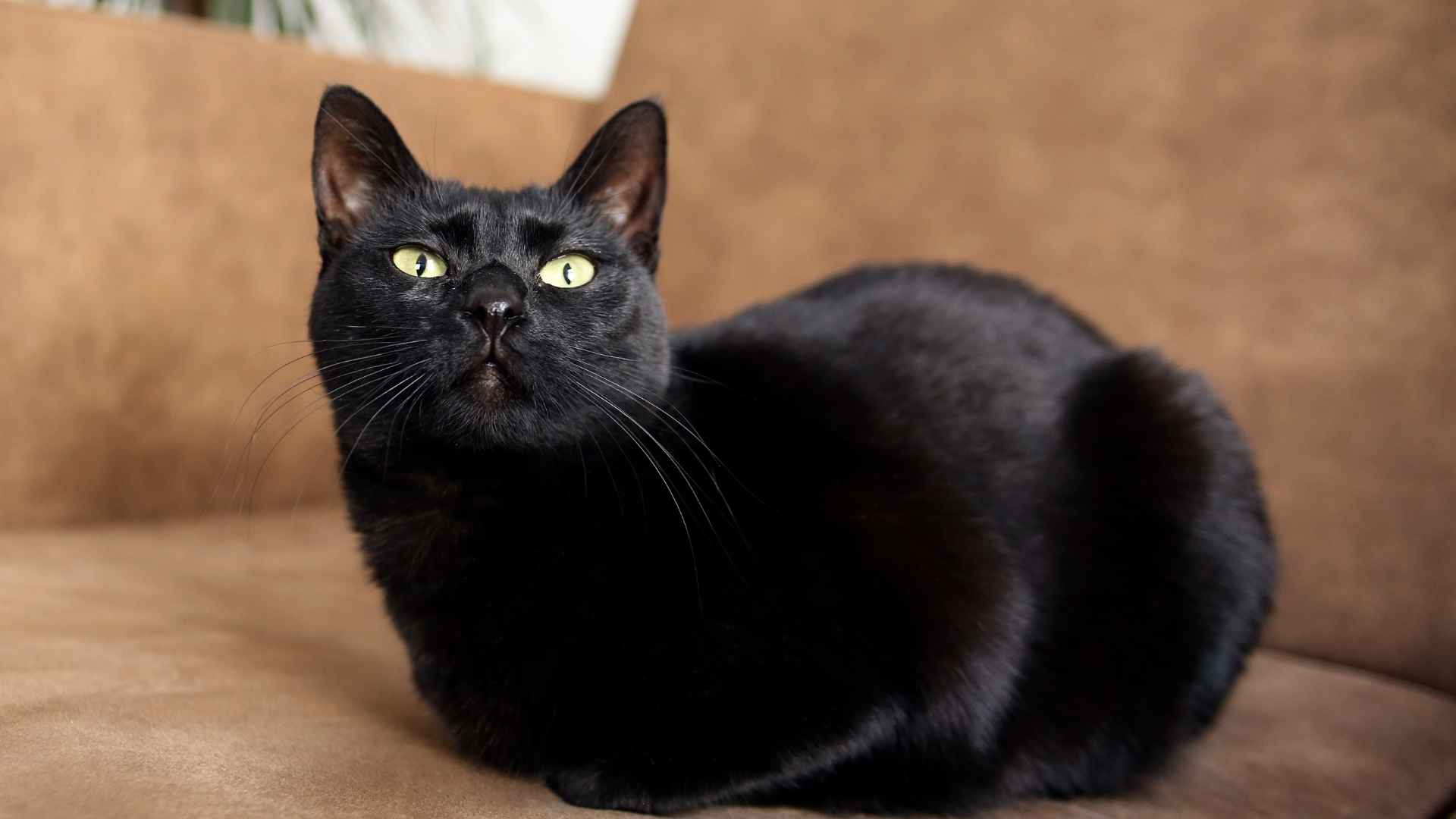7 Most Mystical Cat Breeds You'll Love