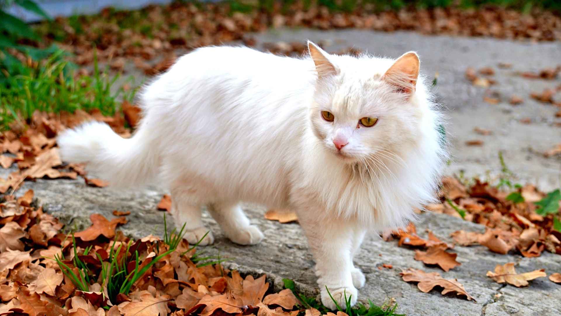 7 Most Obscure Cat Breeds You Need to Know About