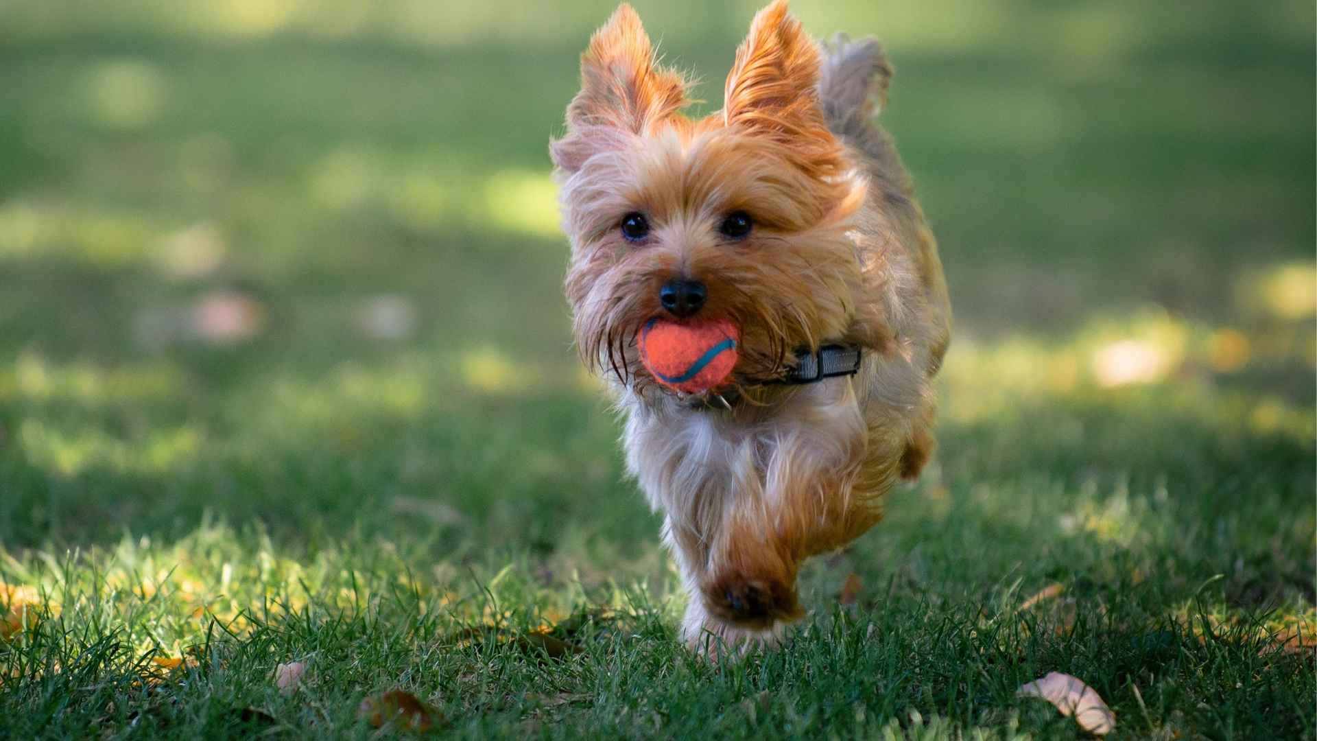 7 Most Playful Small Dog Breeds That Are Full of Fun!