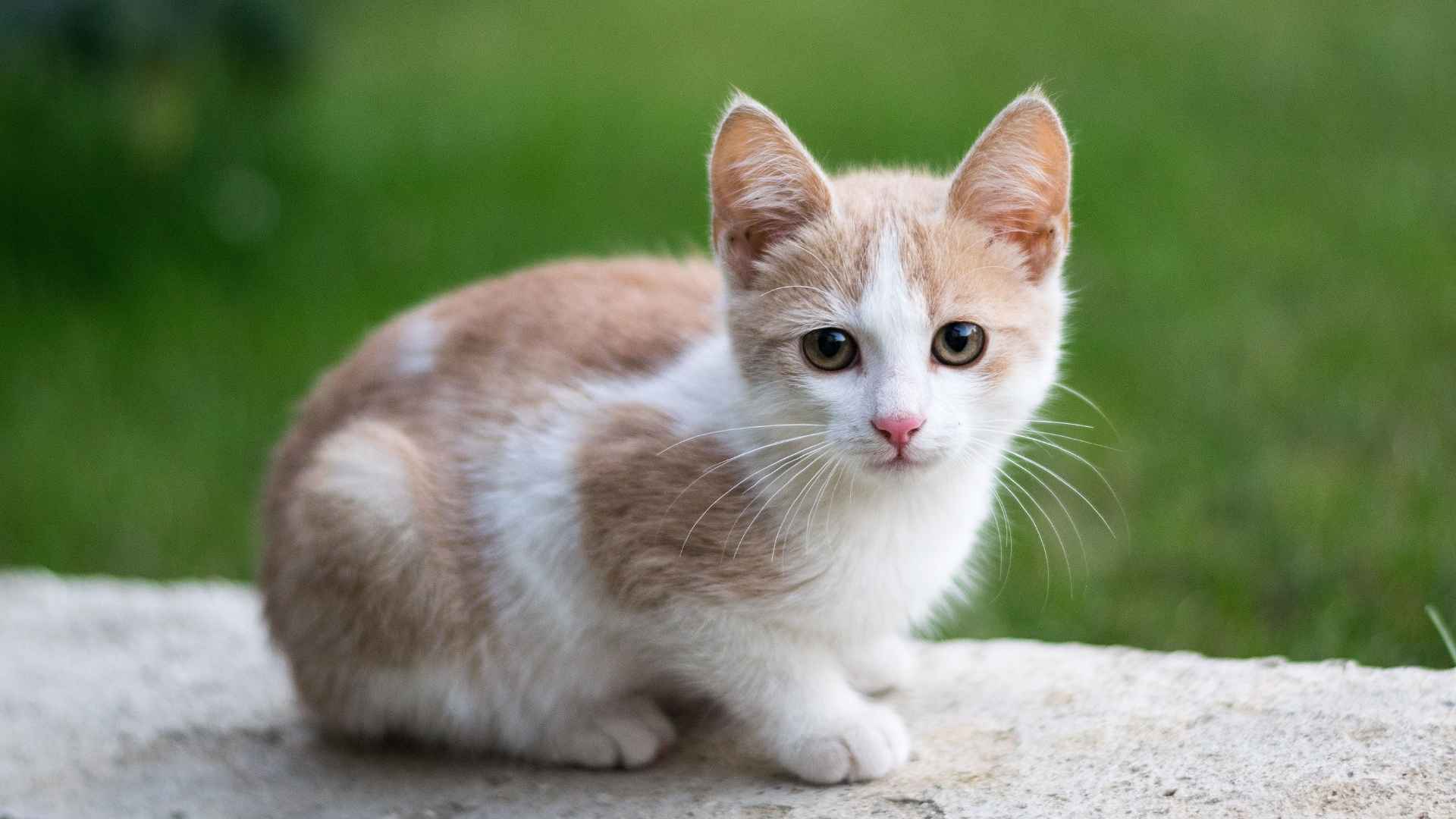 7 Most Popular Types of Dwarf Cats: Small in Size, Big in Personality!