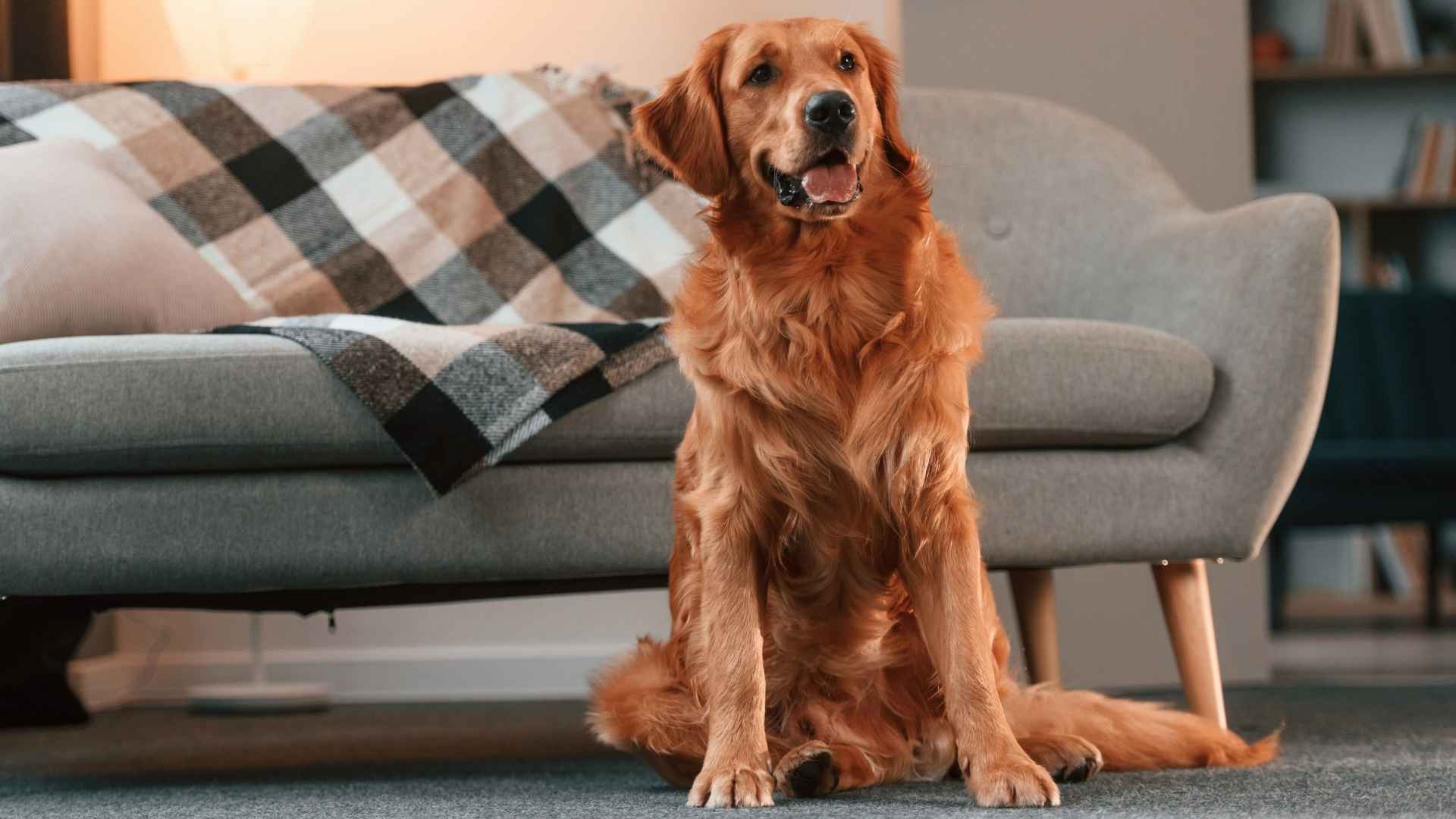 7 Most Quiet Large Dog Breeds for Peaceful Living