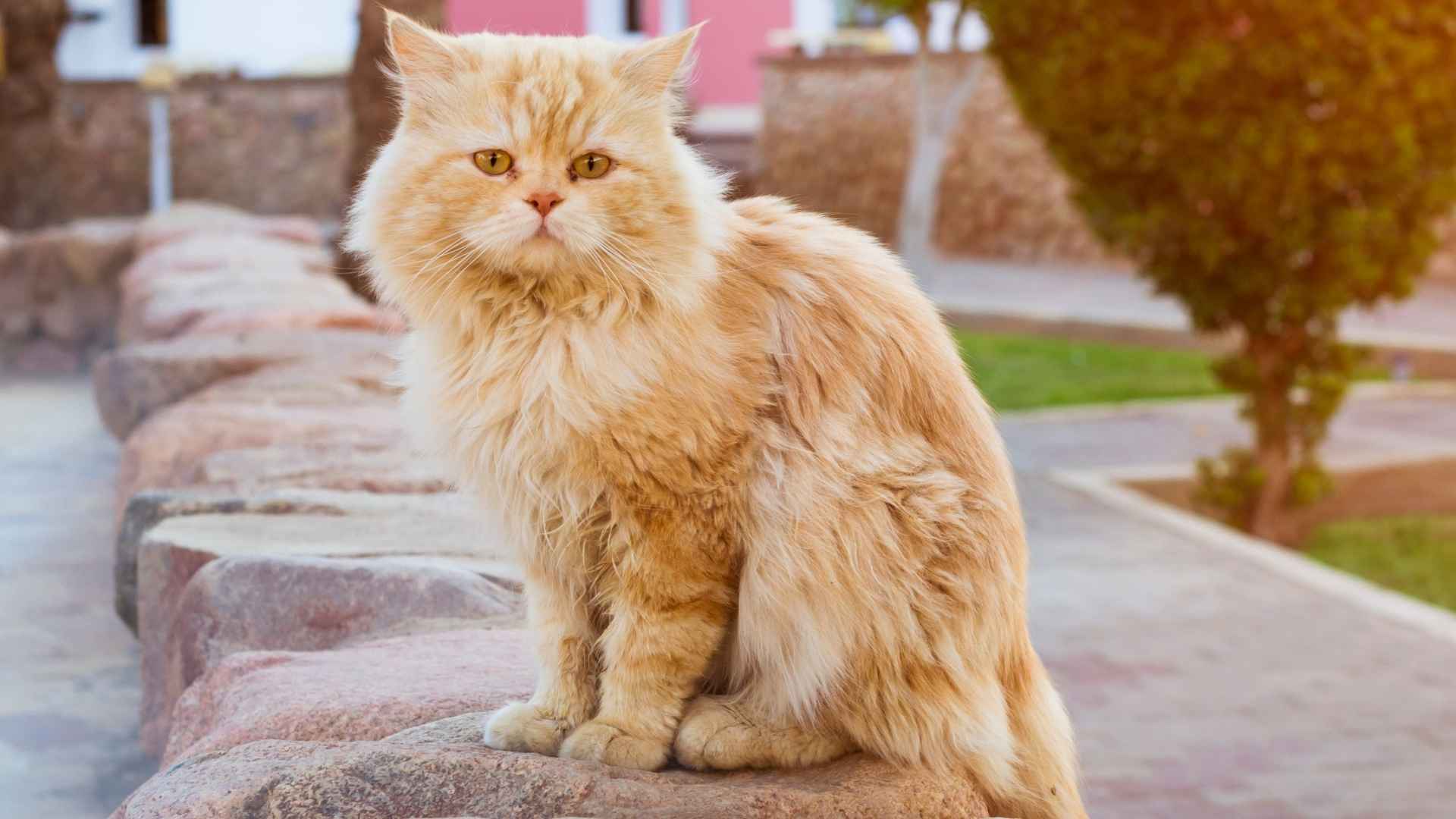 7 Most Rare Cats You’ve Probably Never Seen
