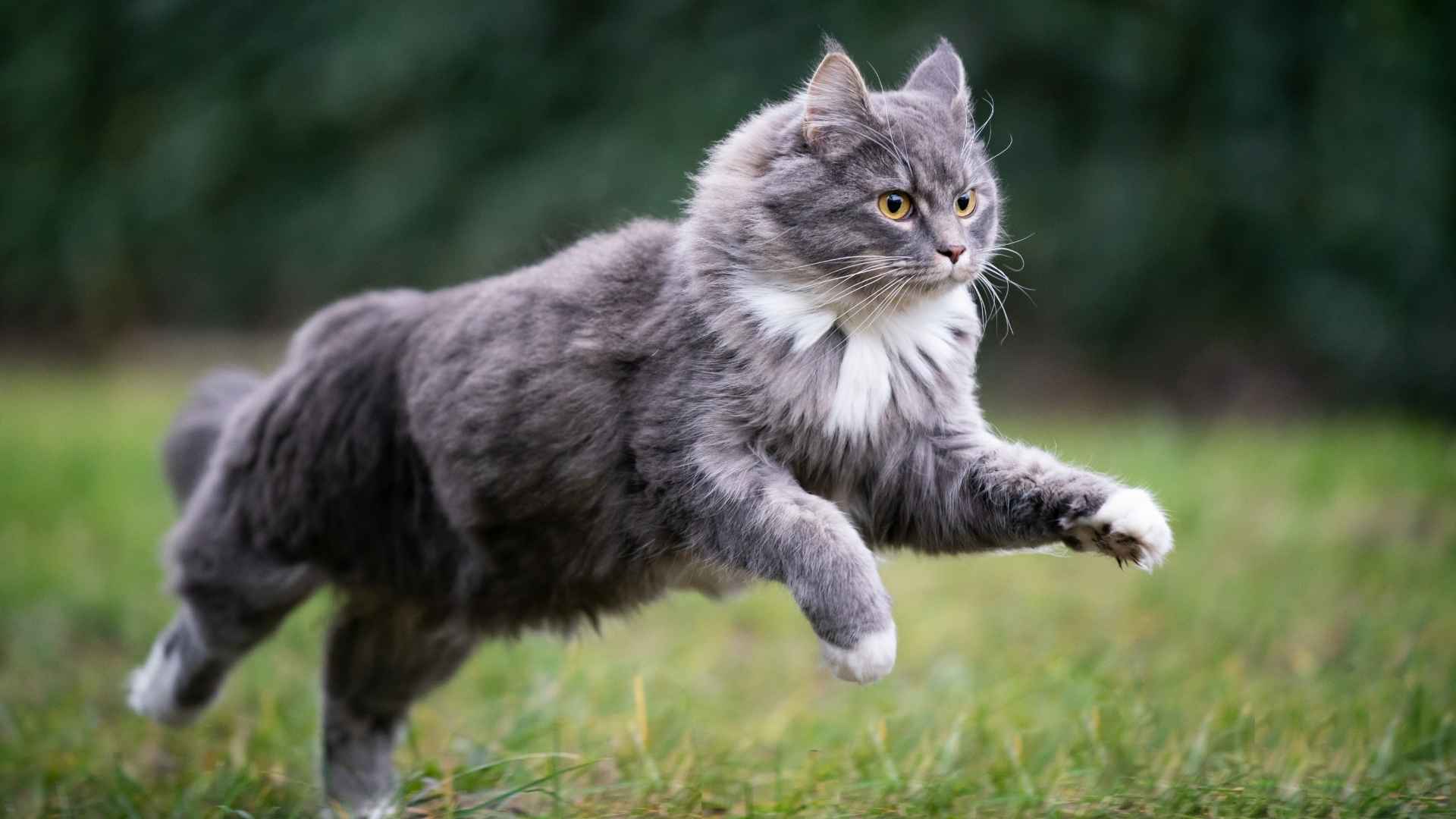 7 Most Rare Pretty Cat Breeds You’ve Never Seen Before