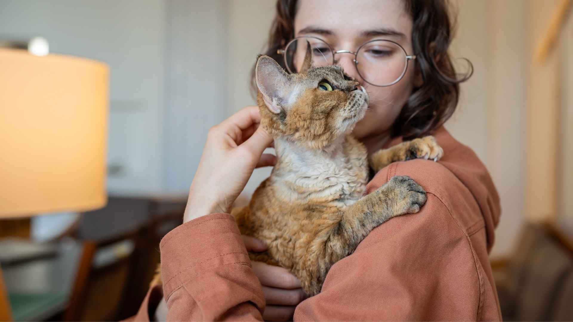 7 Most Snuggly Cat Breeds for Ultimate Cuddles and Companionship