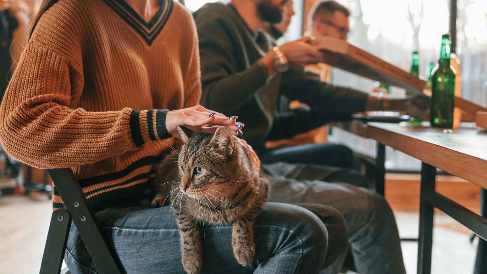 7 Most Social Cat Breeds That Adore People