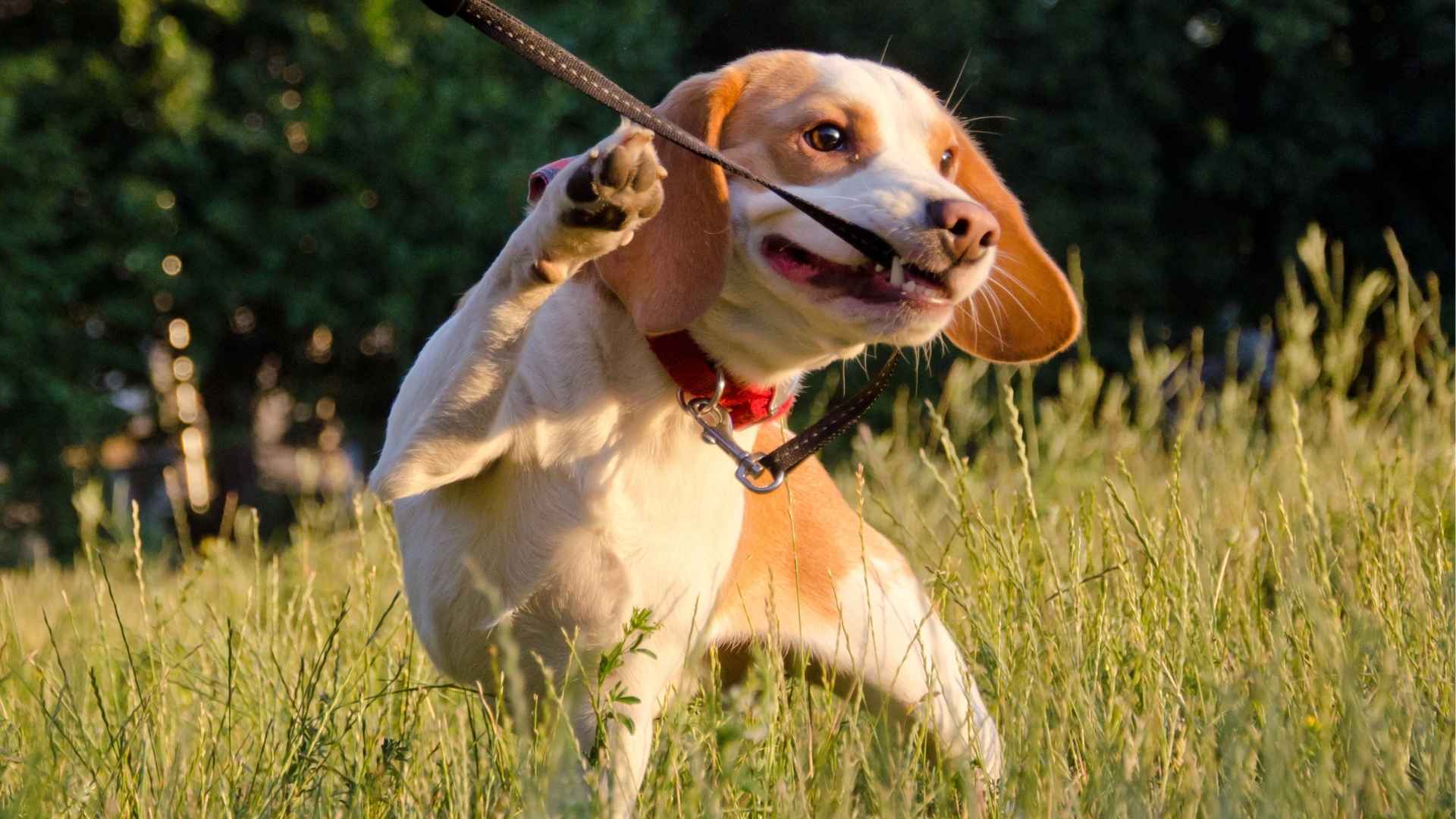 7 Most Stubborn Dog Breeds On The Planet