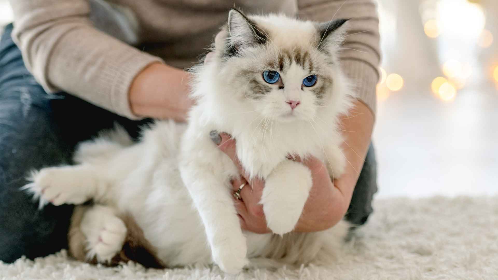7 Most Stunning Cat Breeds with Unique Coats That Look Like No Other