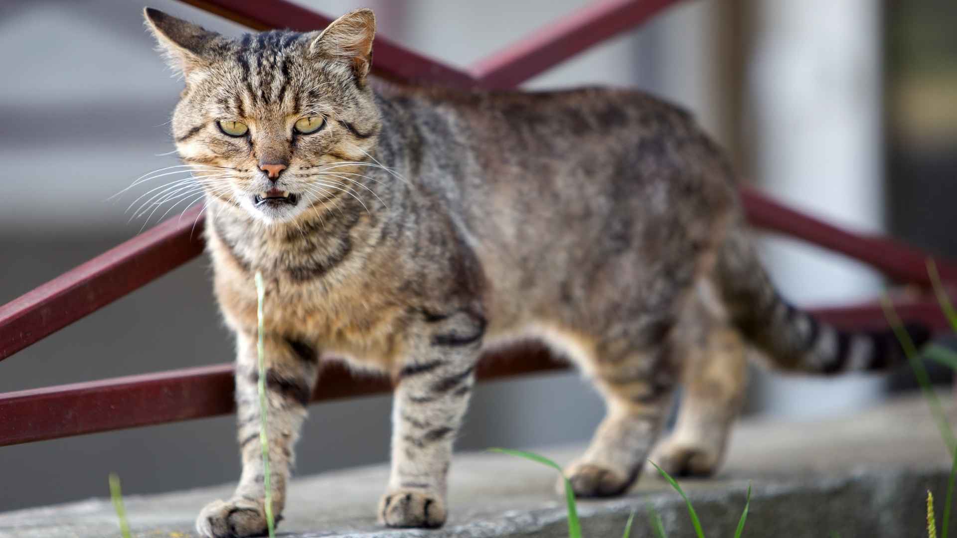 7 Most Stunning Long Domestic Cat Breeds That Make the Best Pets