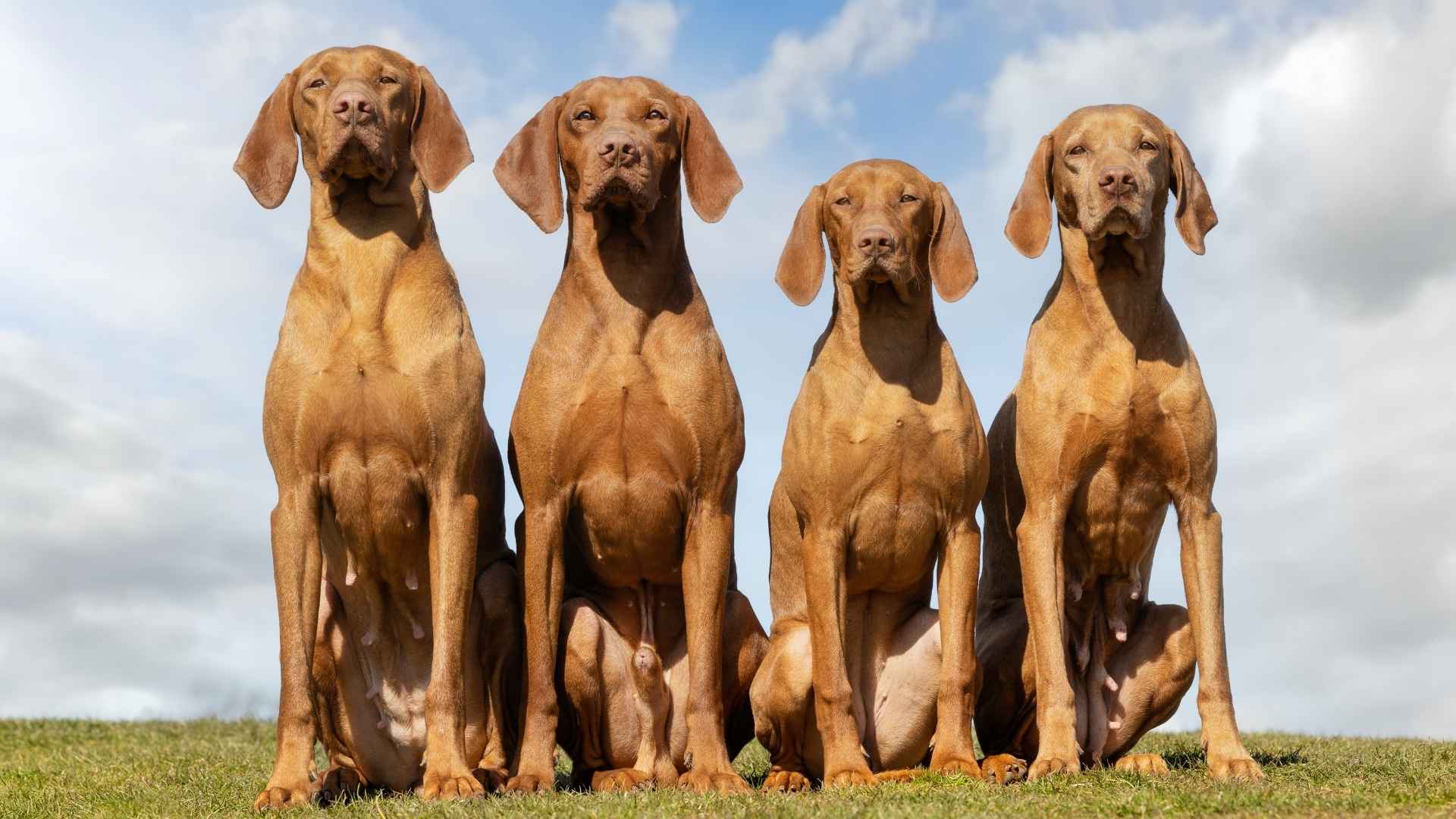 Territorial Dog Breeds