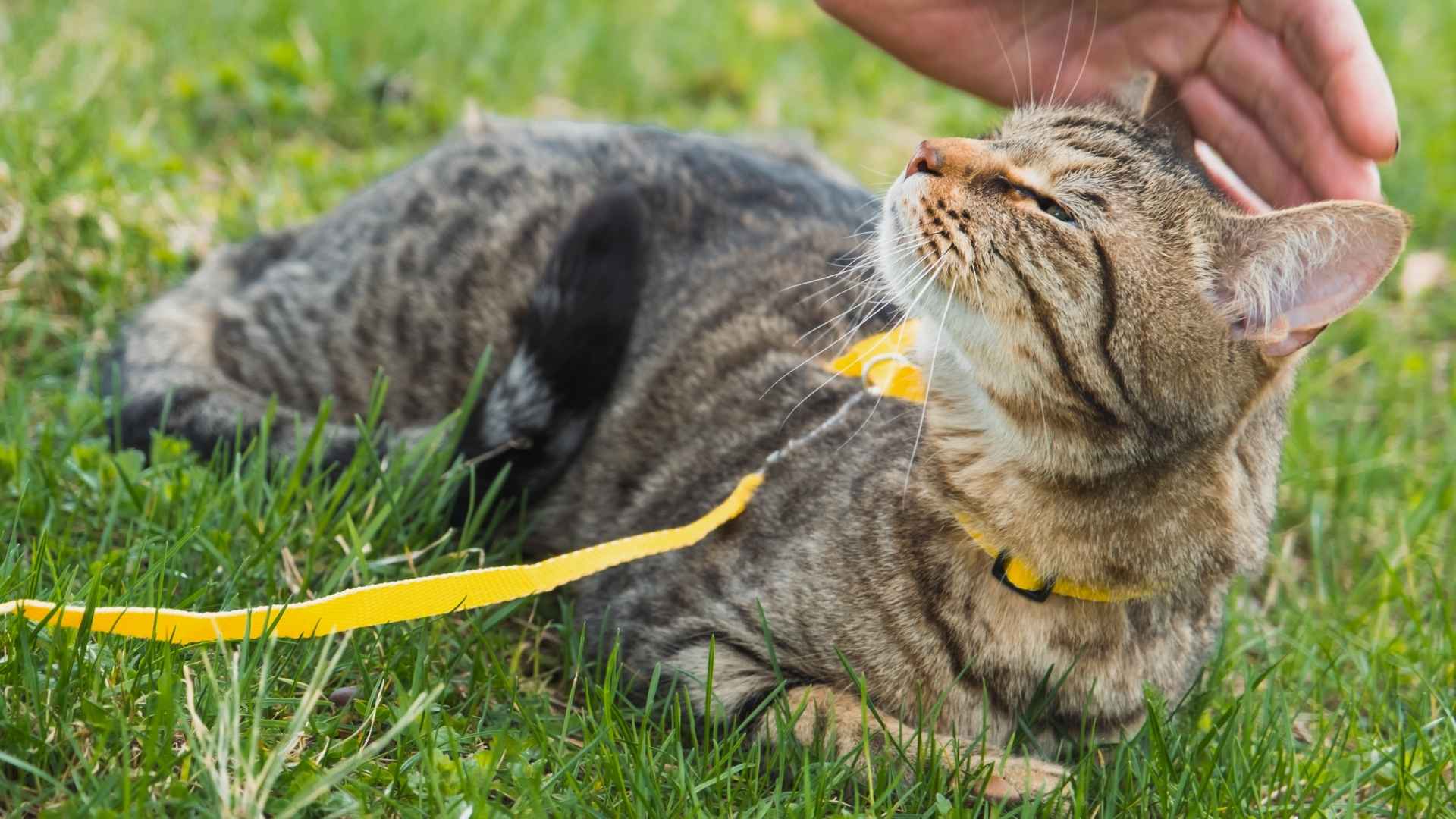 7 Most Trainable Cats for Easy Training