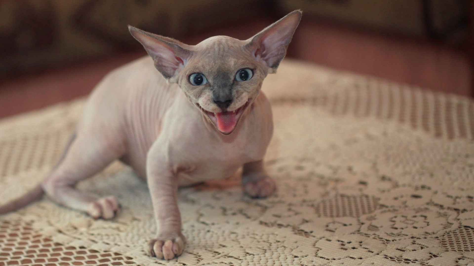 7 Most Ugly Cats That Will Make You Love Them Even More