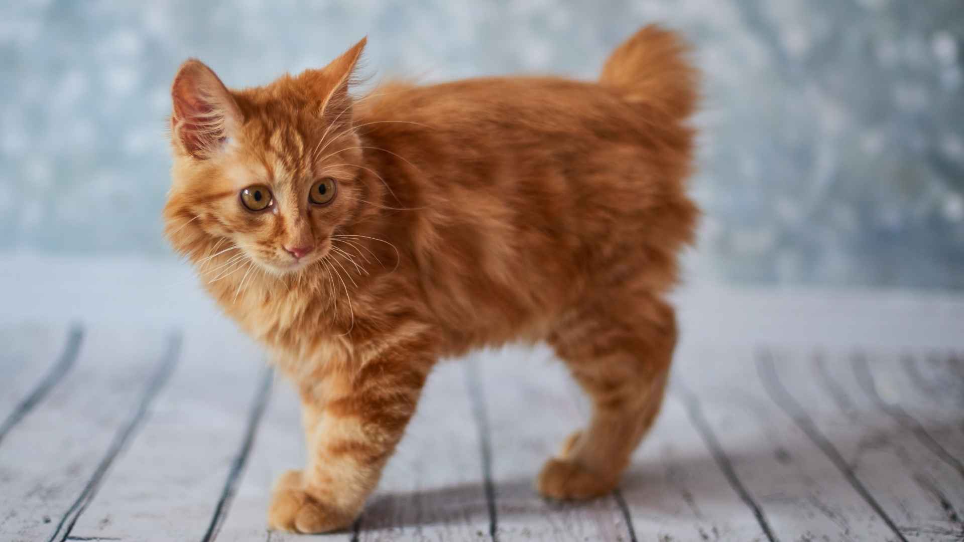 7 Most Unique Short Tail Cat Breeds with Adorable Stubby Tails