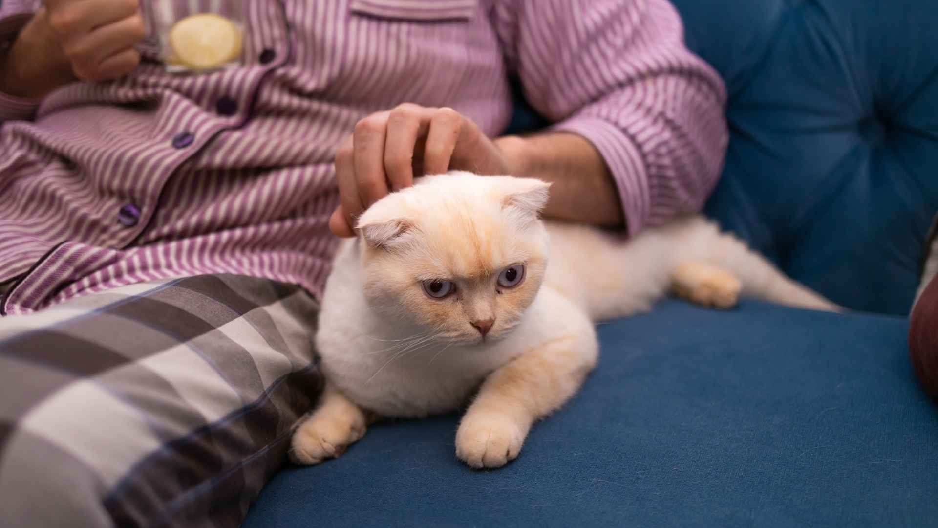 7 Most Well Behaved Cat Breeds That Are Easy to Train