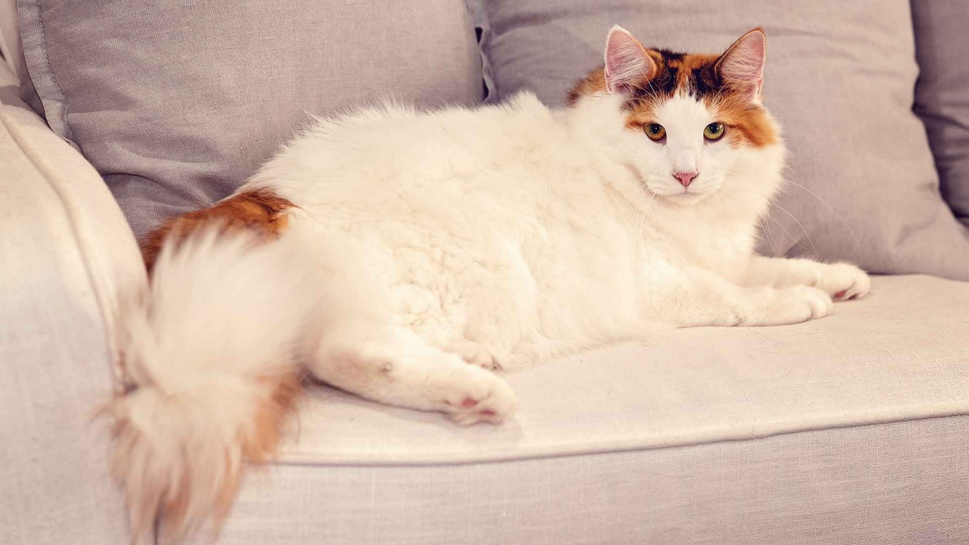 7 Natural Cat Breeds That Evolved Without Human Intervention