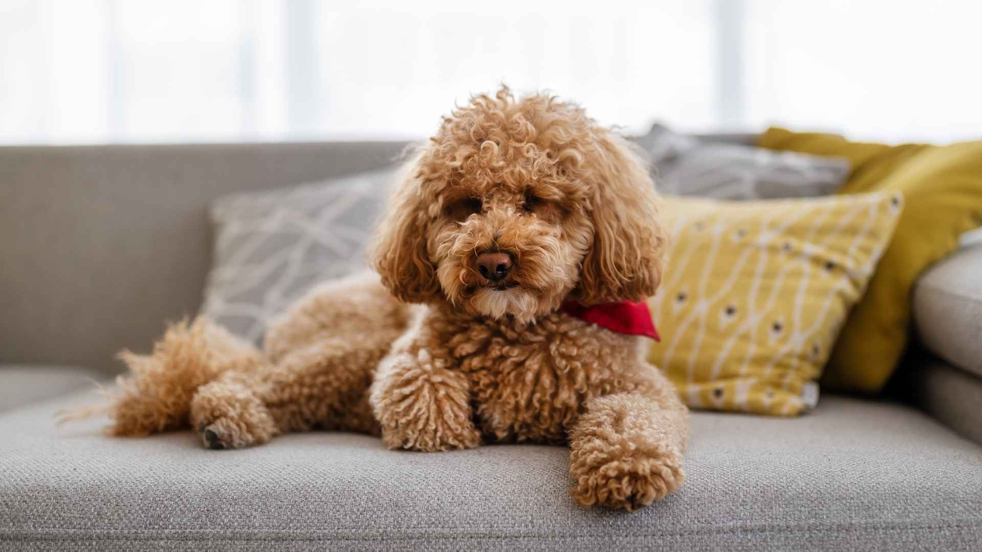 7 Non-Fussy Dog Breeds Perfect for Easygoing Pet Owners
