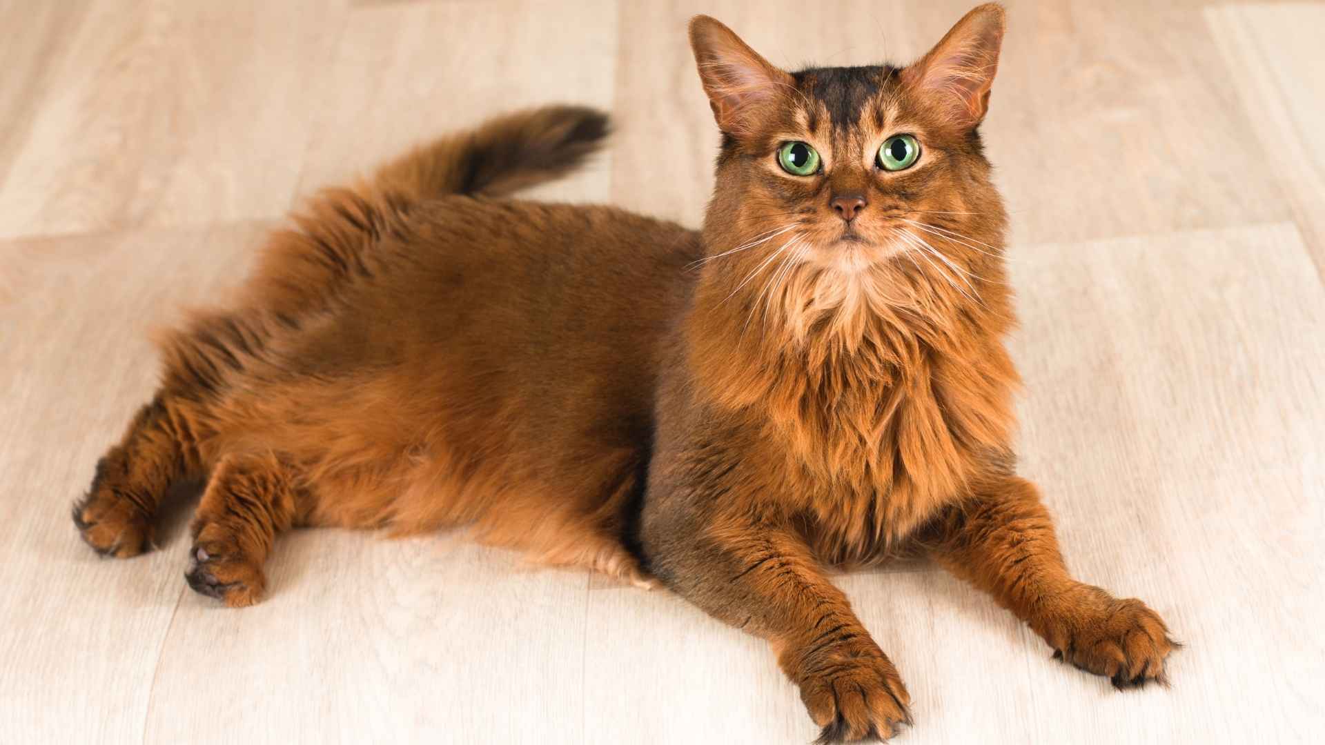 7 Oh-So-Fluffy Brown Cat Breeds That Are Perfect for Cat Lovers